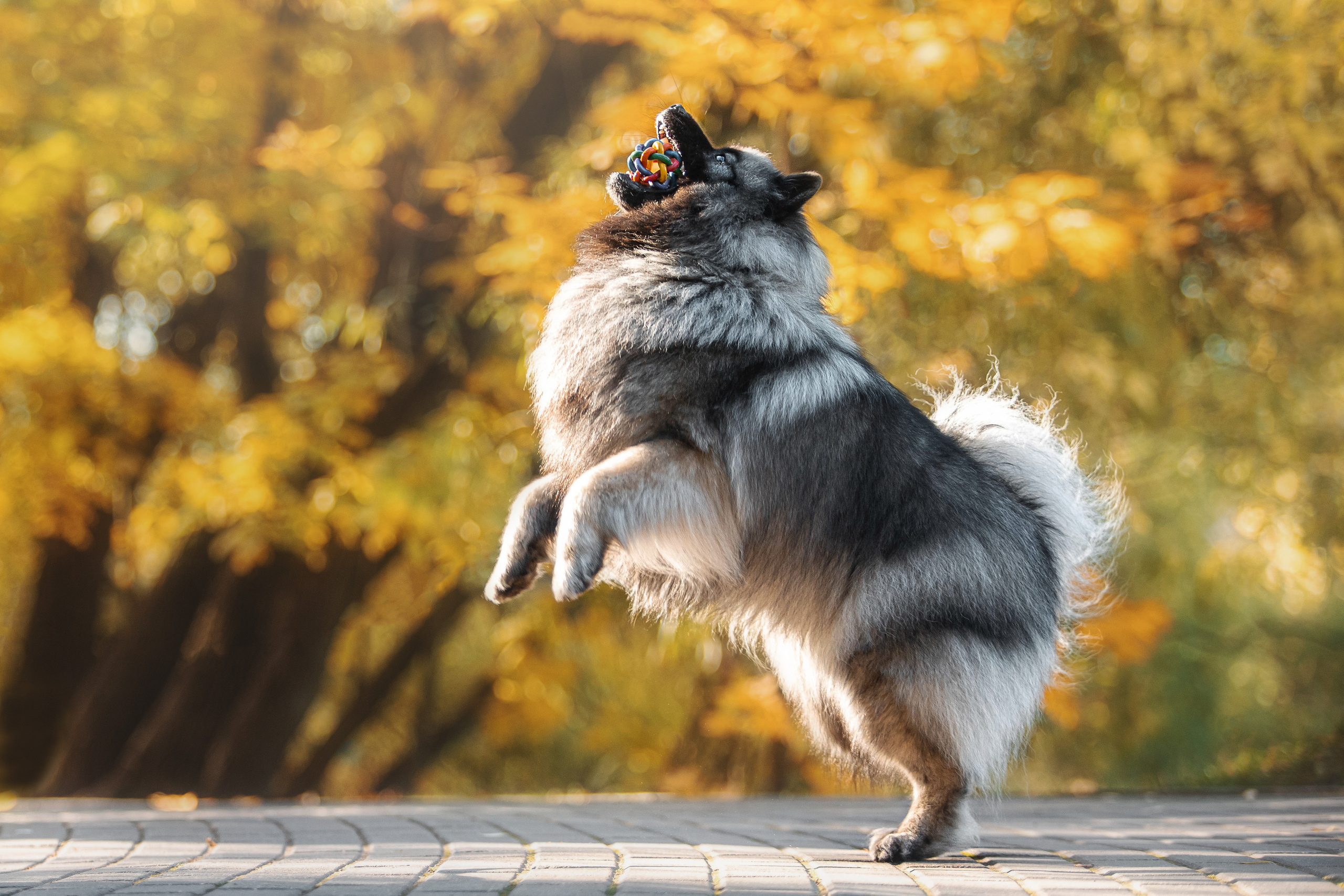 Фотосессия с собакой Чарой в Москве