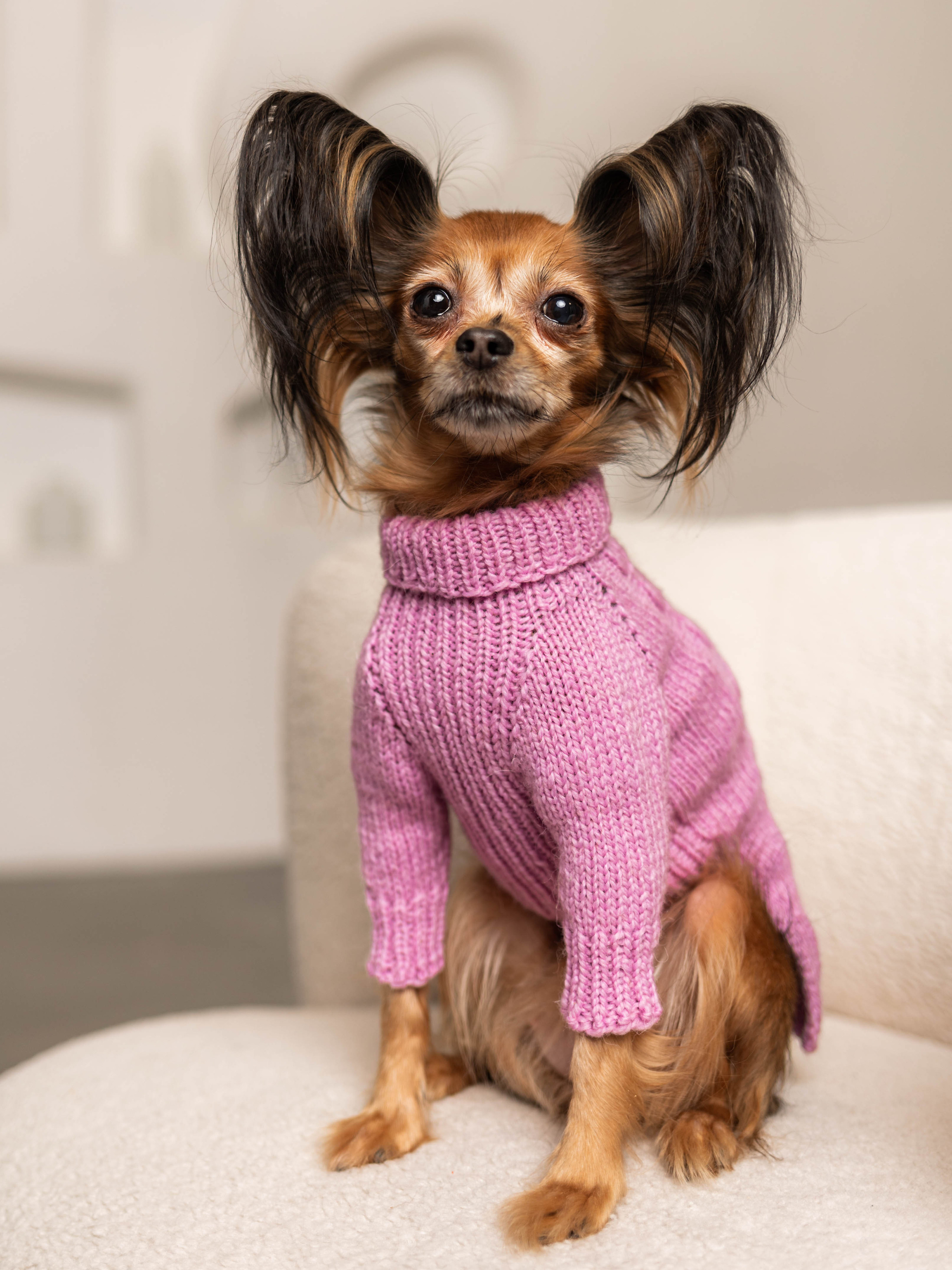 Фотосессия для каталога собачьих товаров на Wildberries