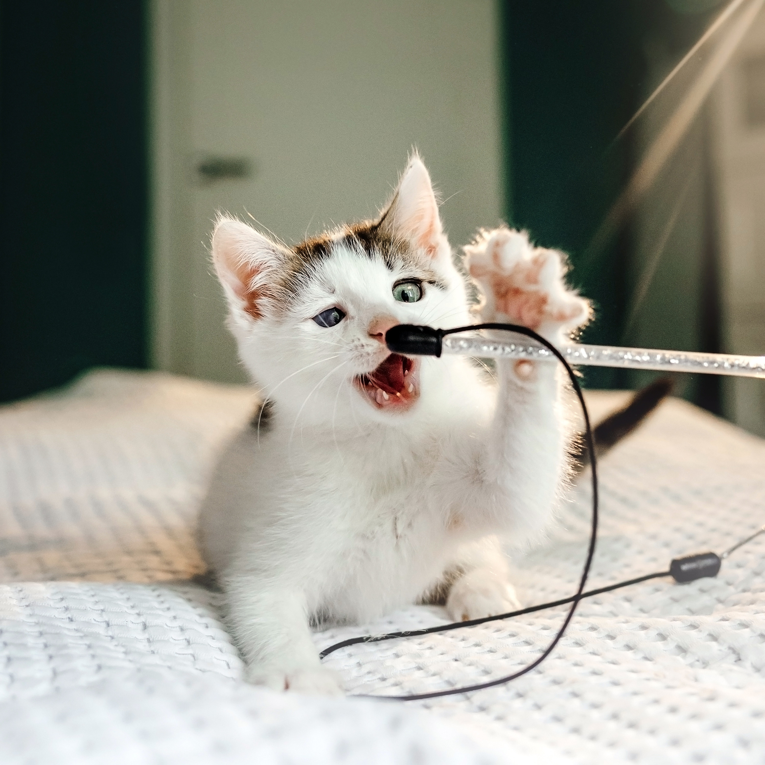 Фотосессия для котят в интерьере