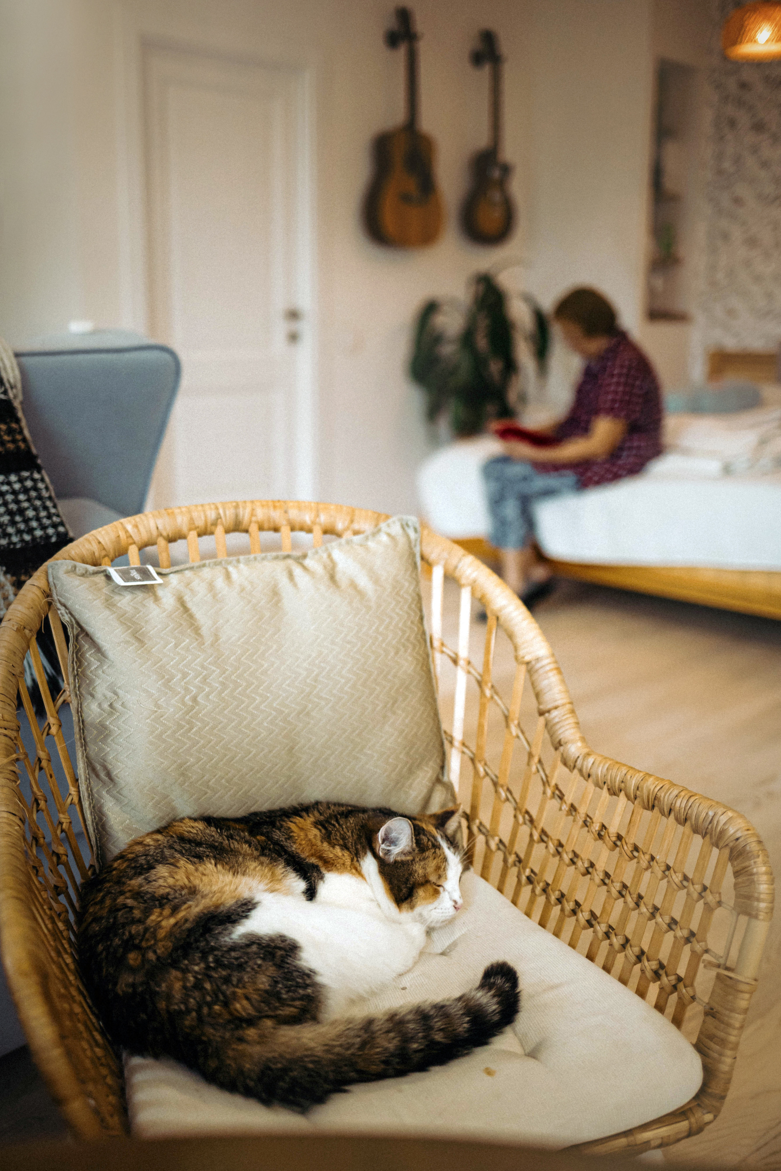 Фотосессия для кота в интерьере