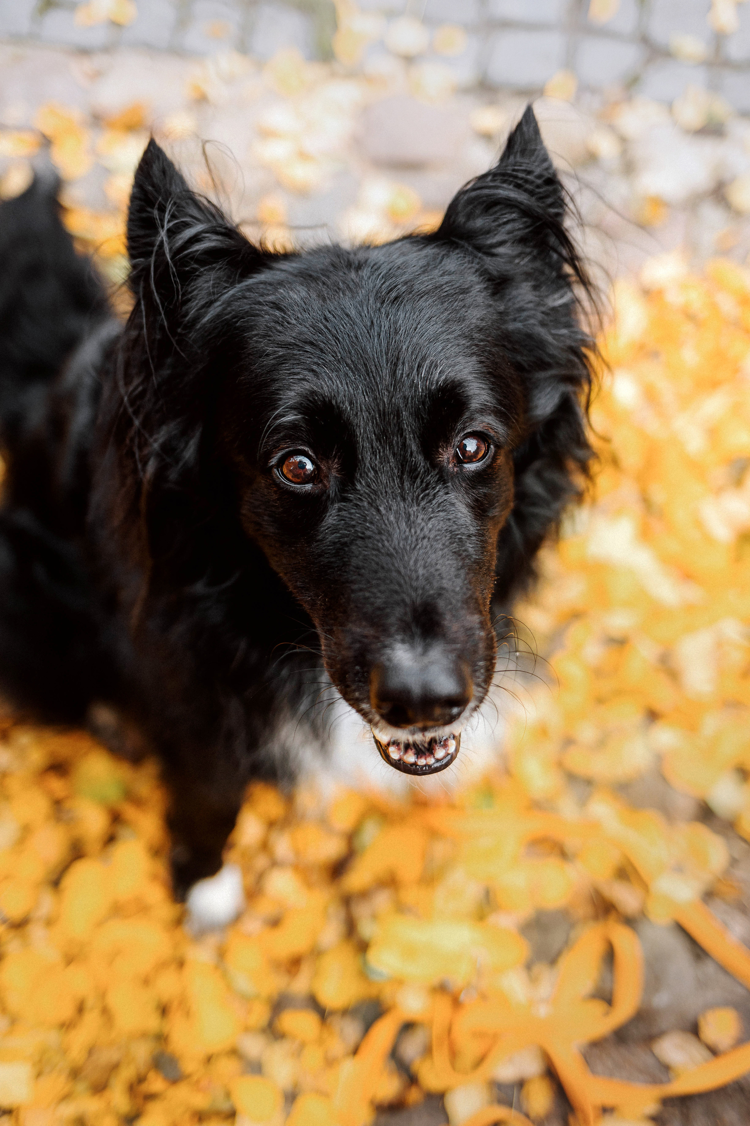 Диана и Чили