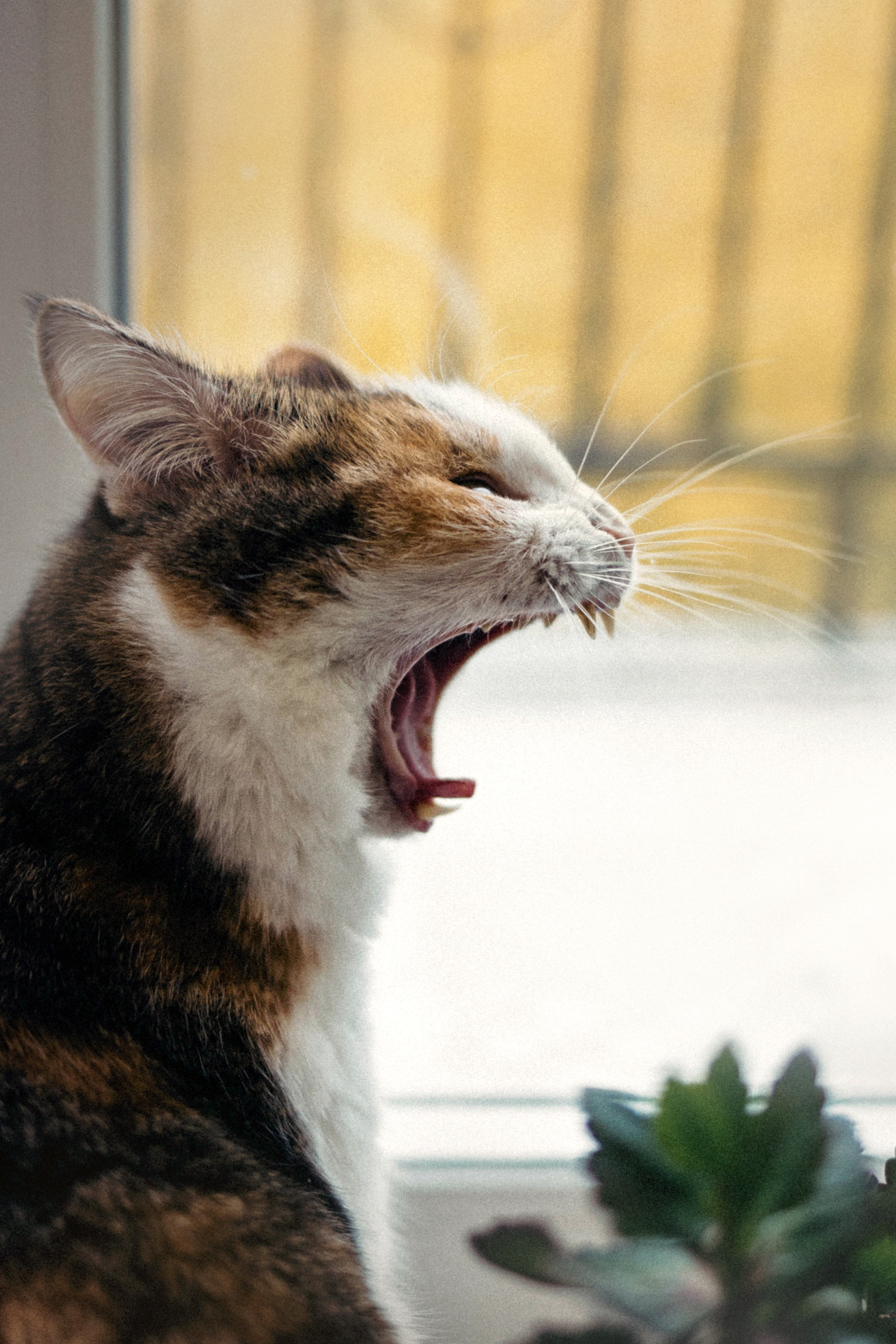 Фотосессия для кота в интерьере