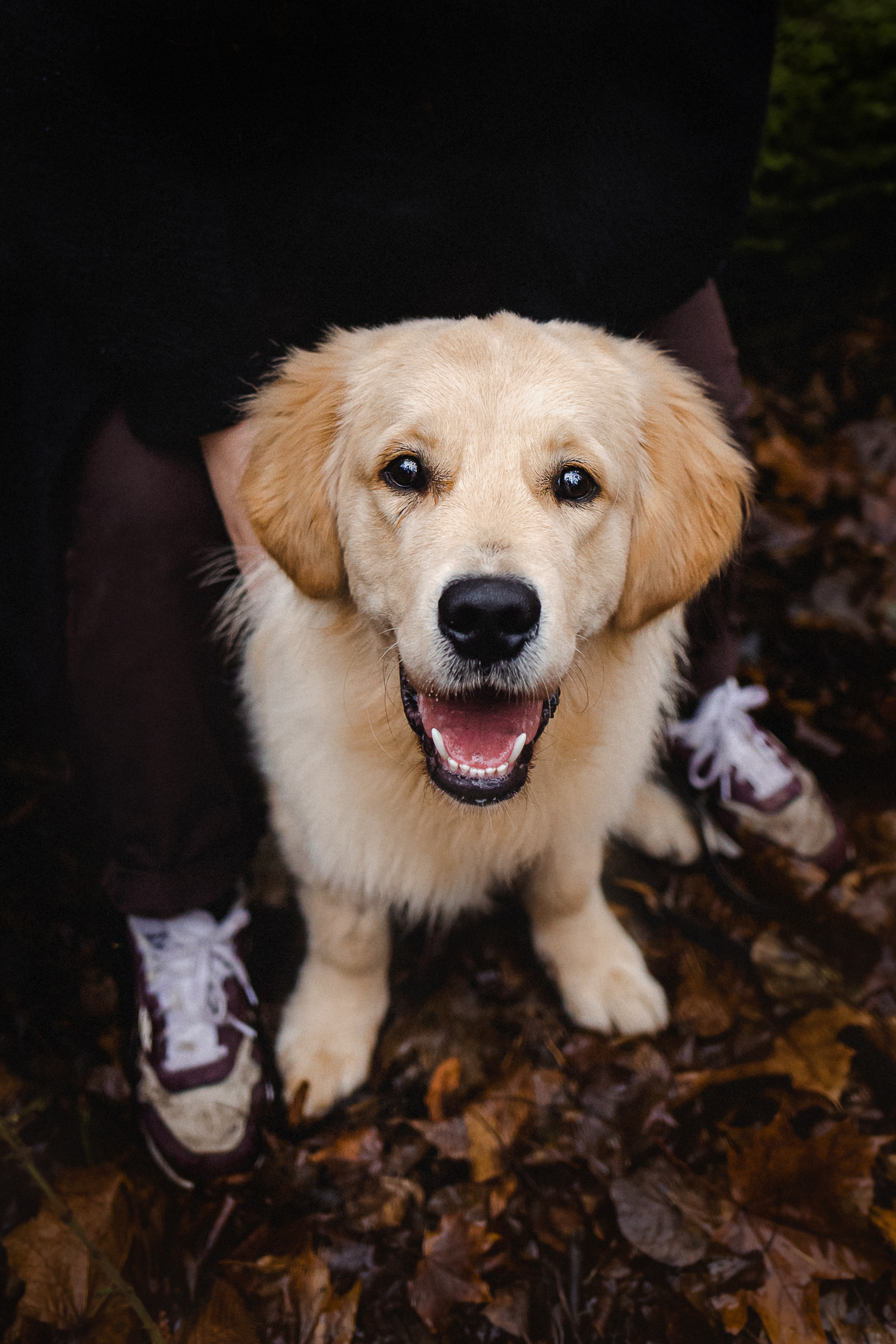Фотосессия с собакой Гринч в Москве