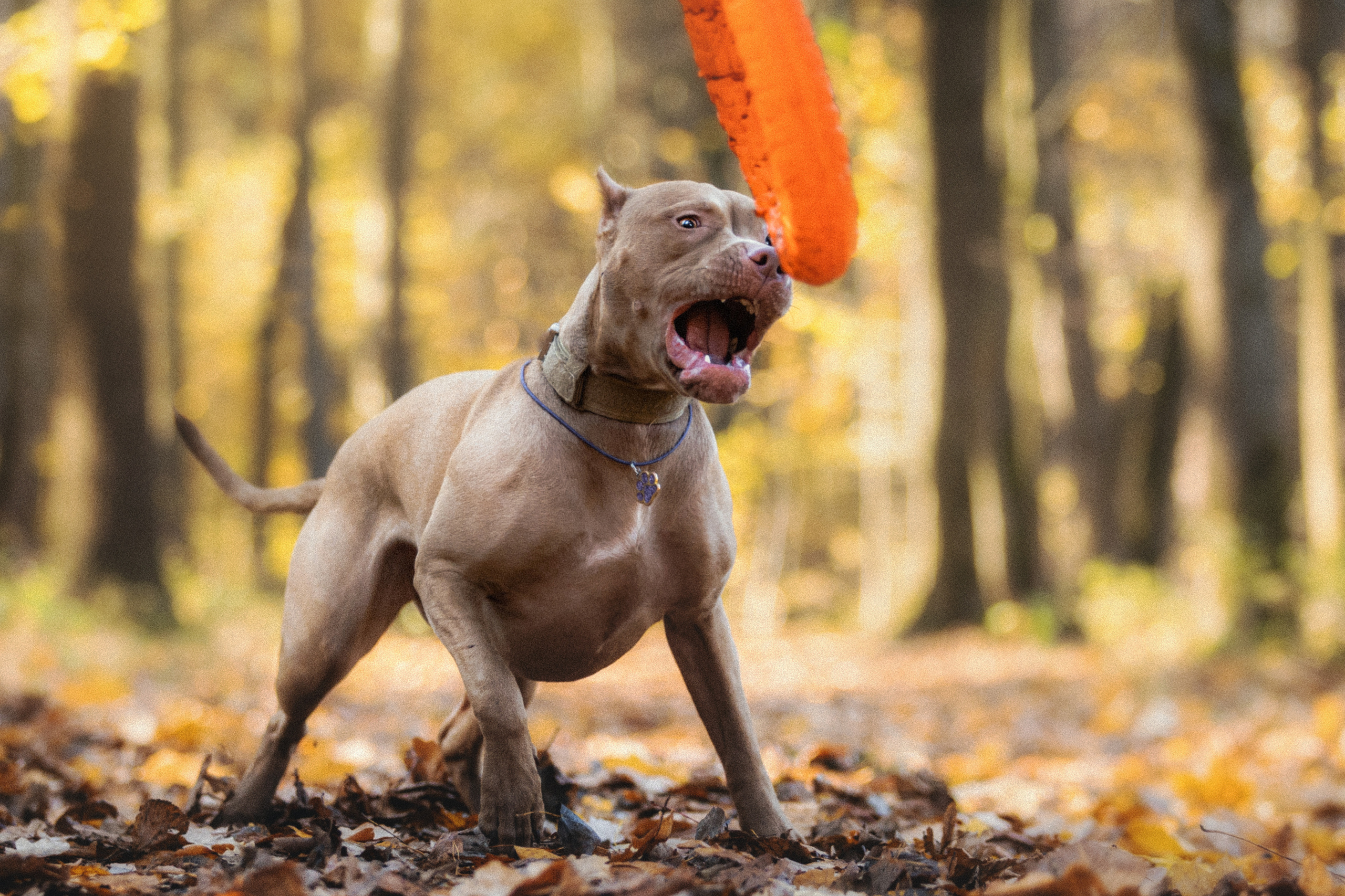 Фотосессия с собаками Камю и Афина в Москве