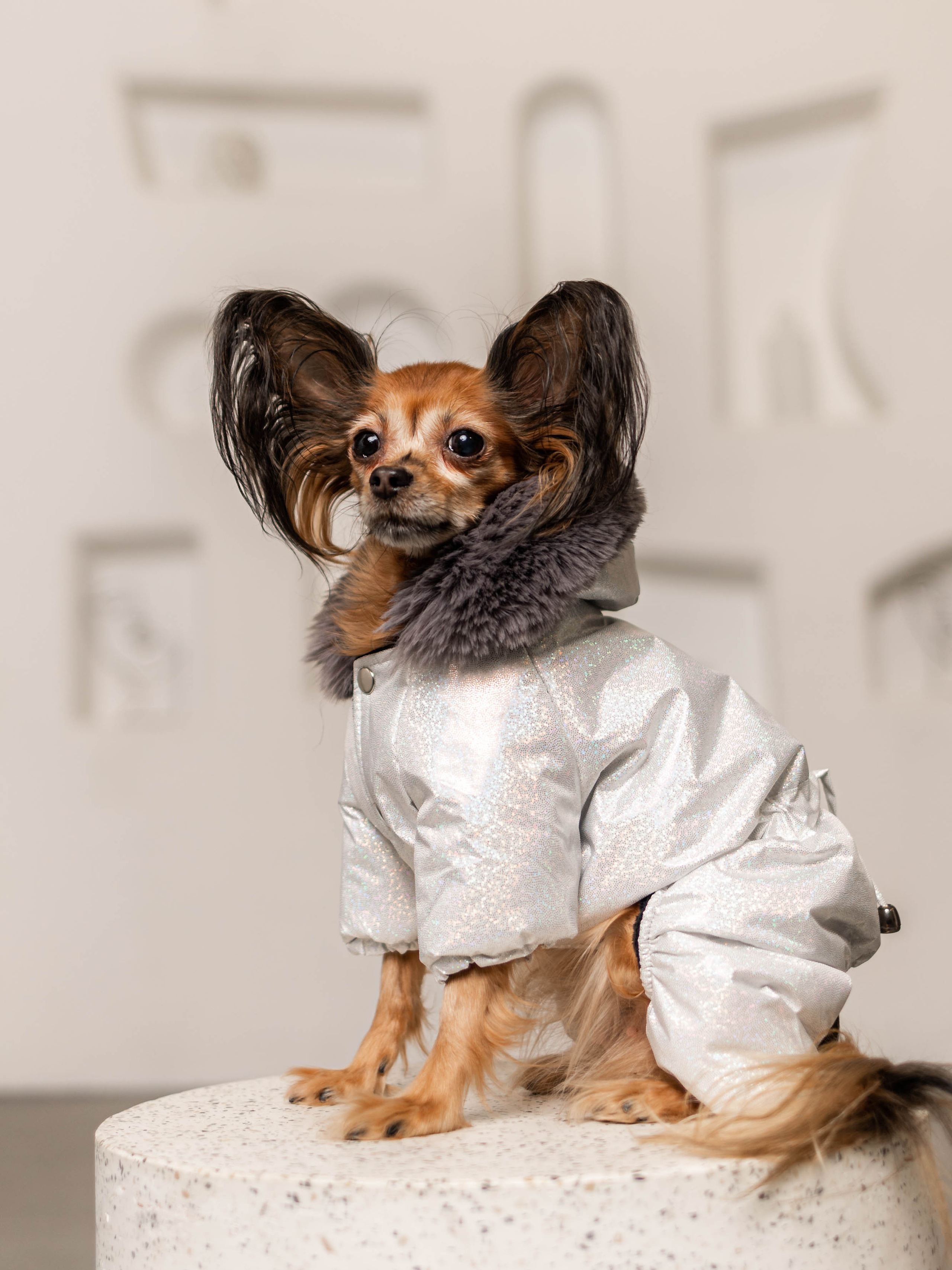 Фотосессия для каталога собачьих товаров на Wildberries