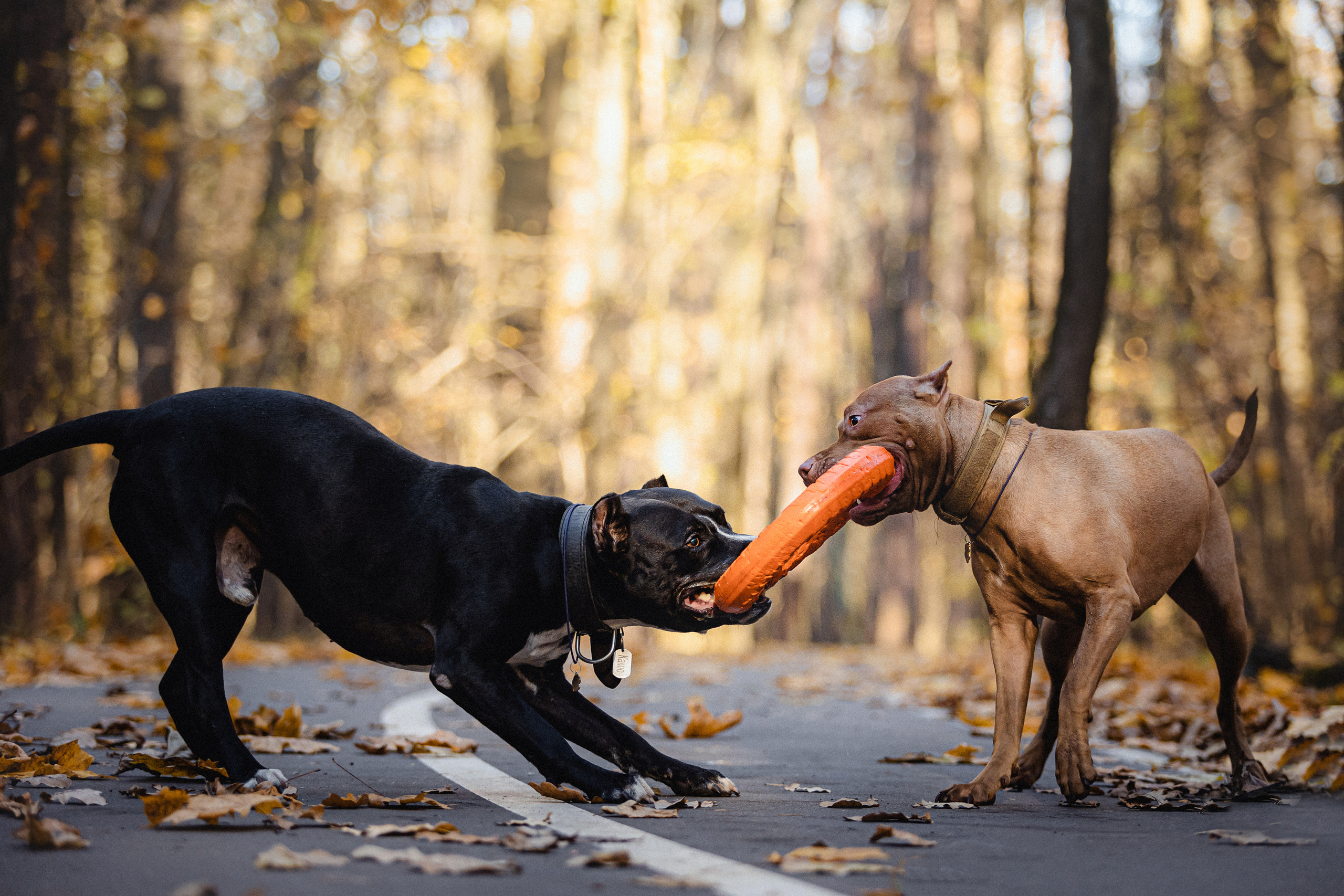 Фотосессия с собаками Камю и Афина в Москве