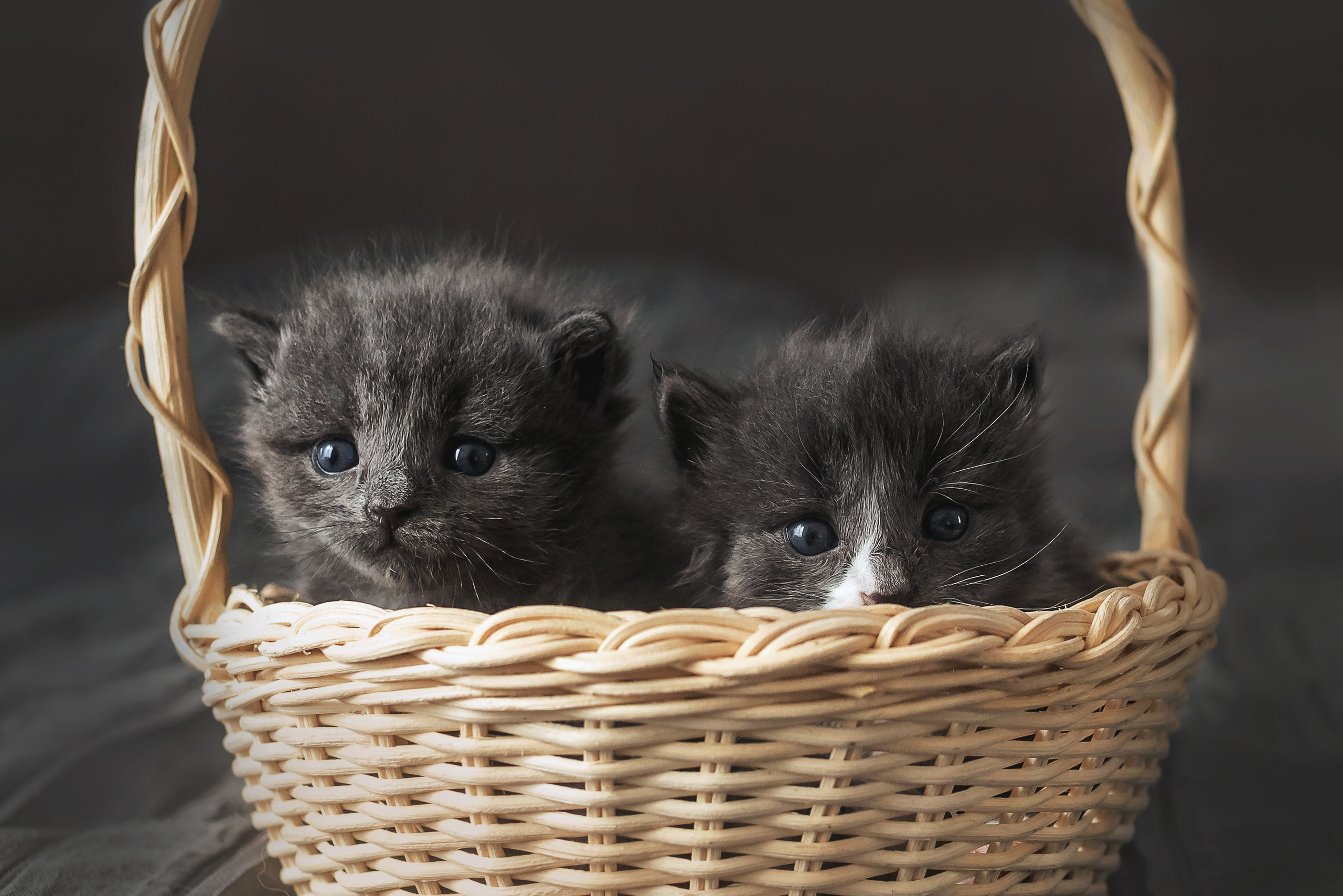 Фотосессия для новорожденных котят