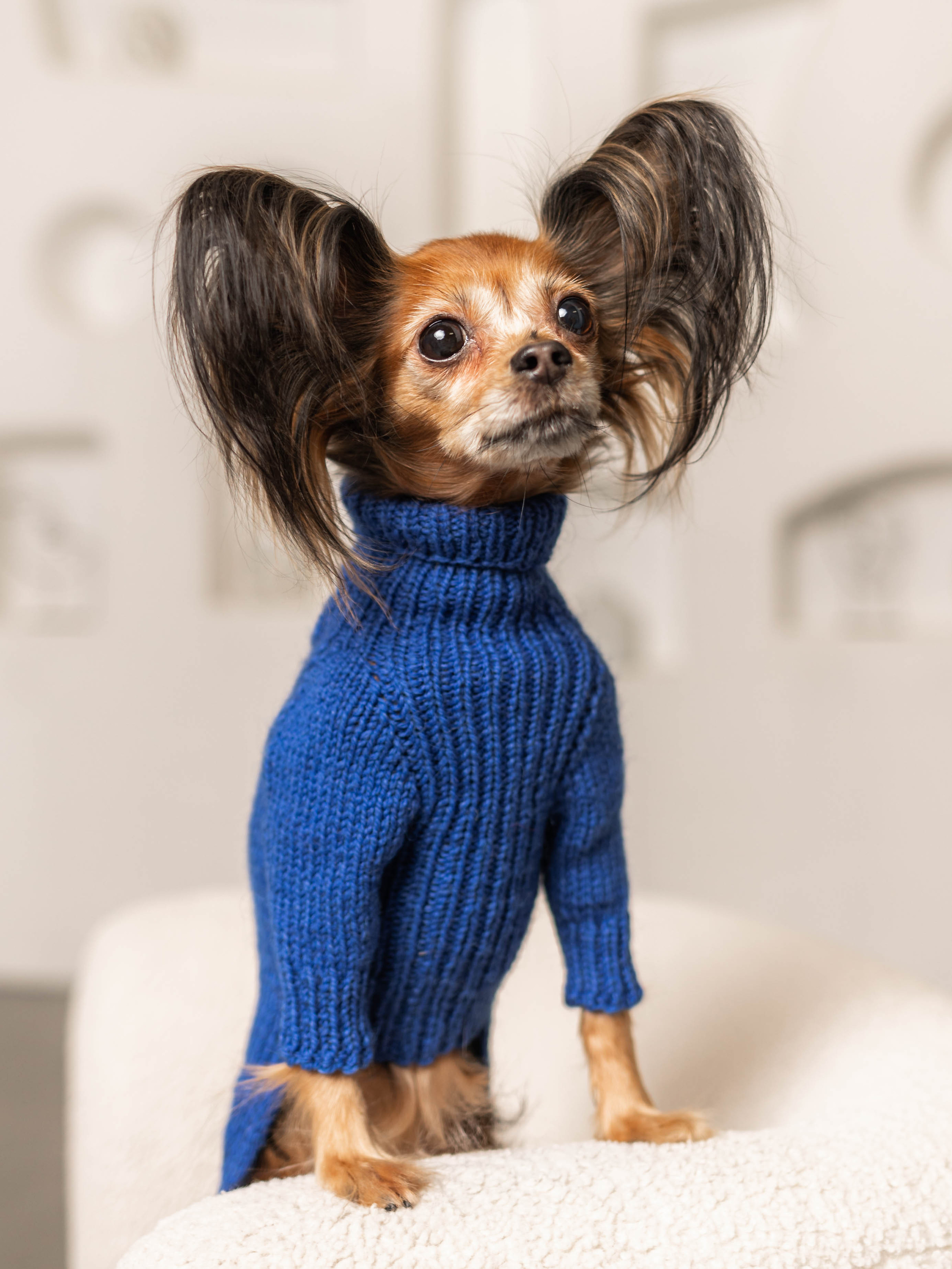 Фотосессия для каталога собачьих товаров на Wildberries