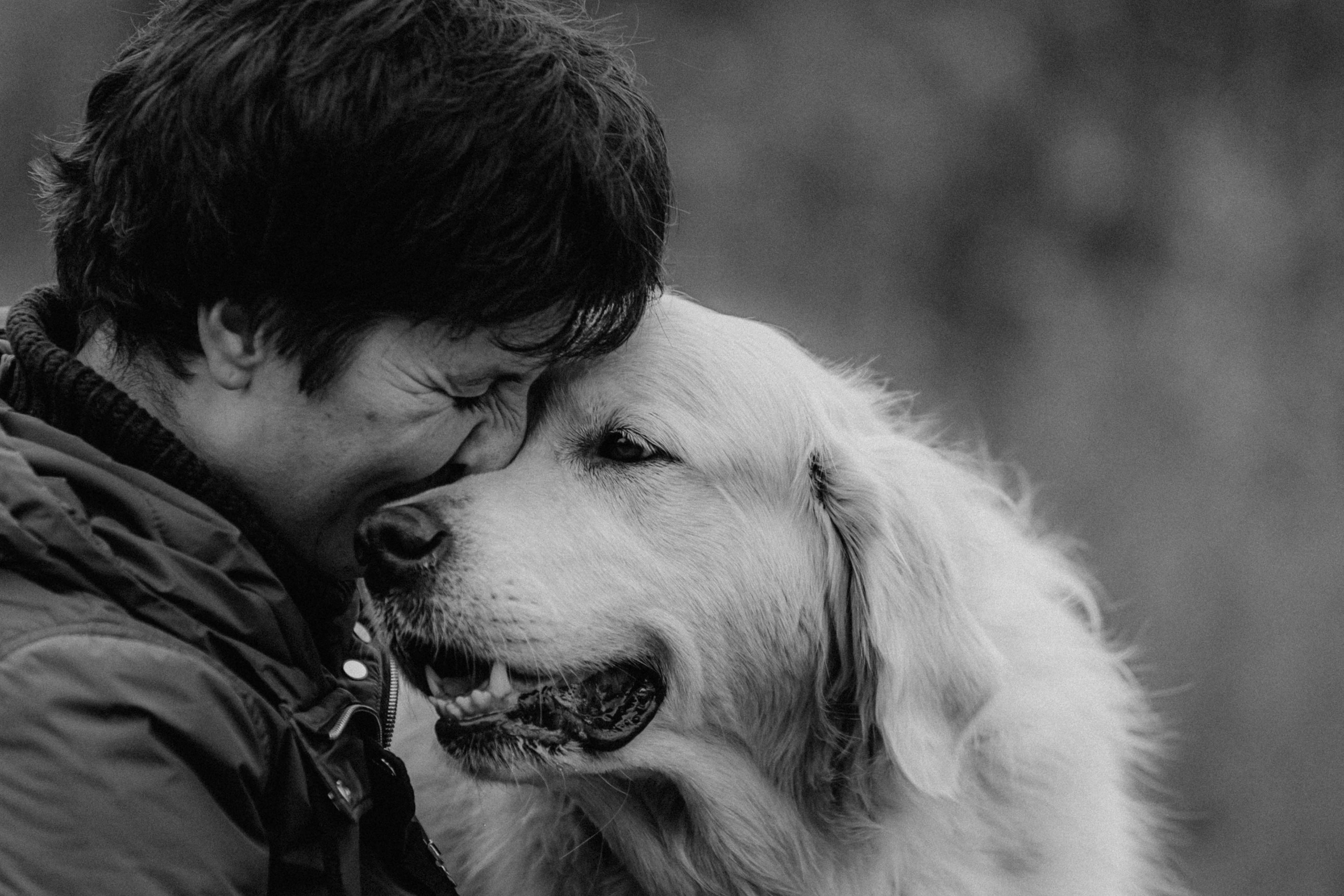 Фотосессия с золотистым ретривером Мартином в Москве