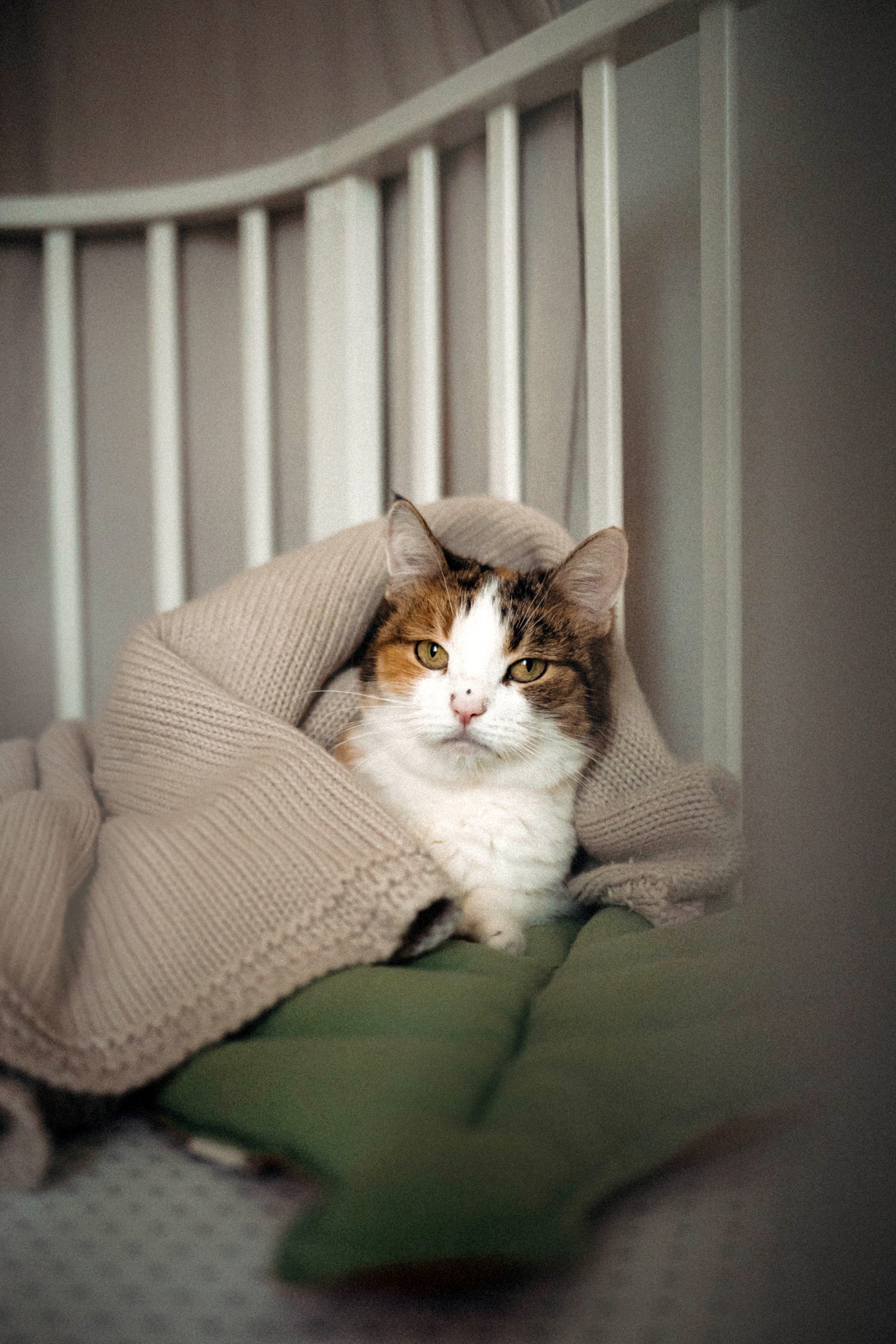 Фотосессия для кота в интерьере