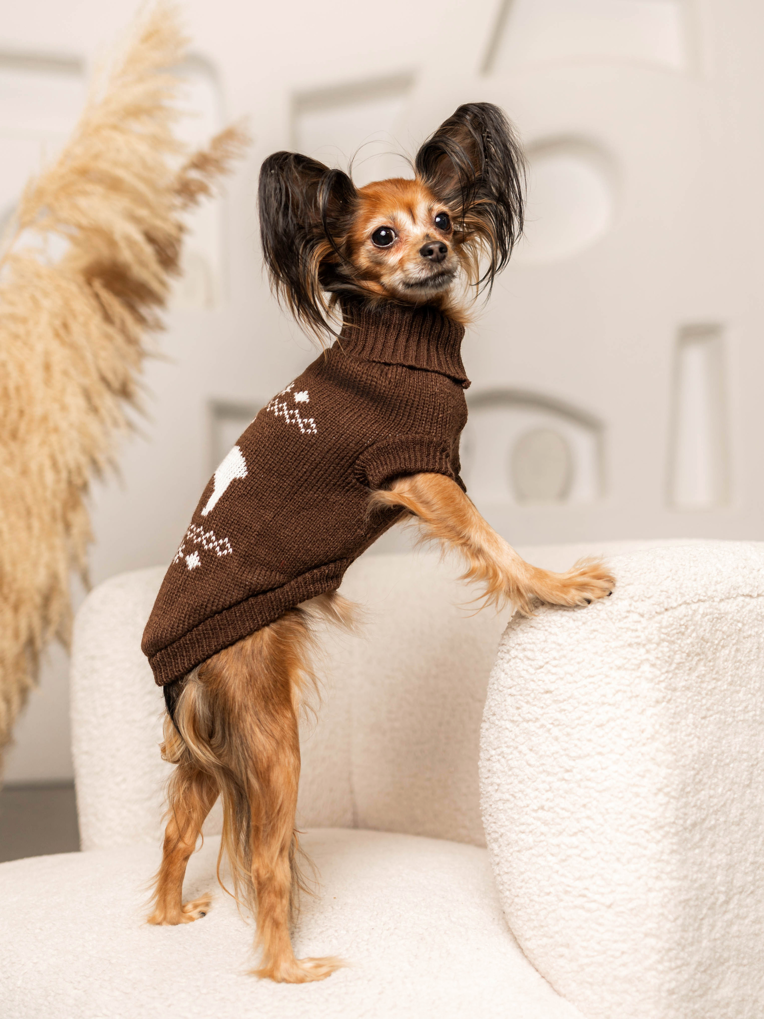 Фотосессия для каталога собачьих товаров на Wildberries