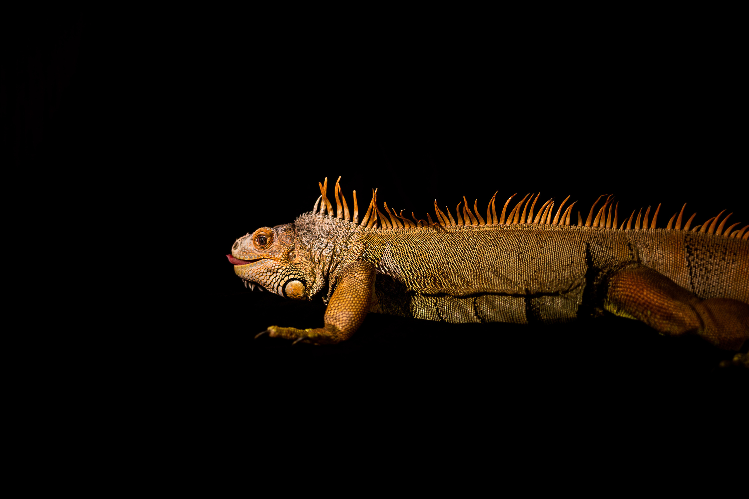 Фотосессия игуаны Иги