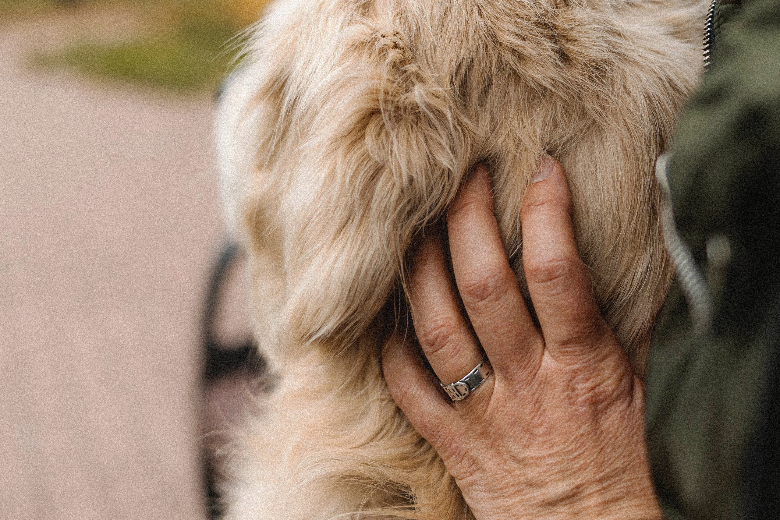 Фотосессия с золотистым ретривером Мартином в Москве