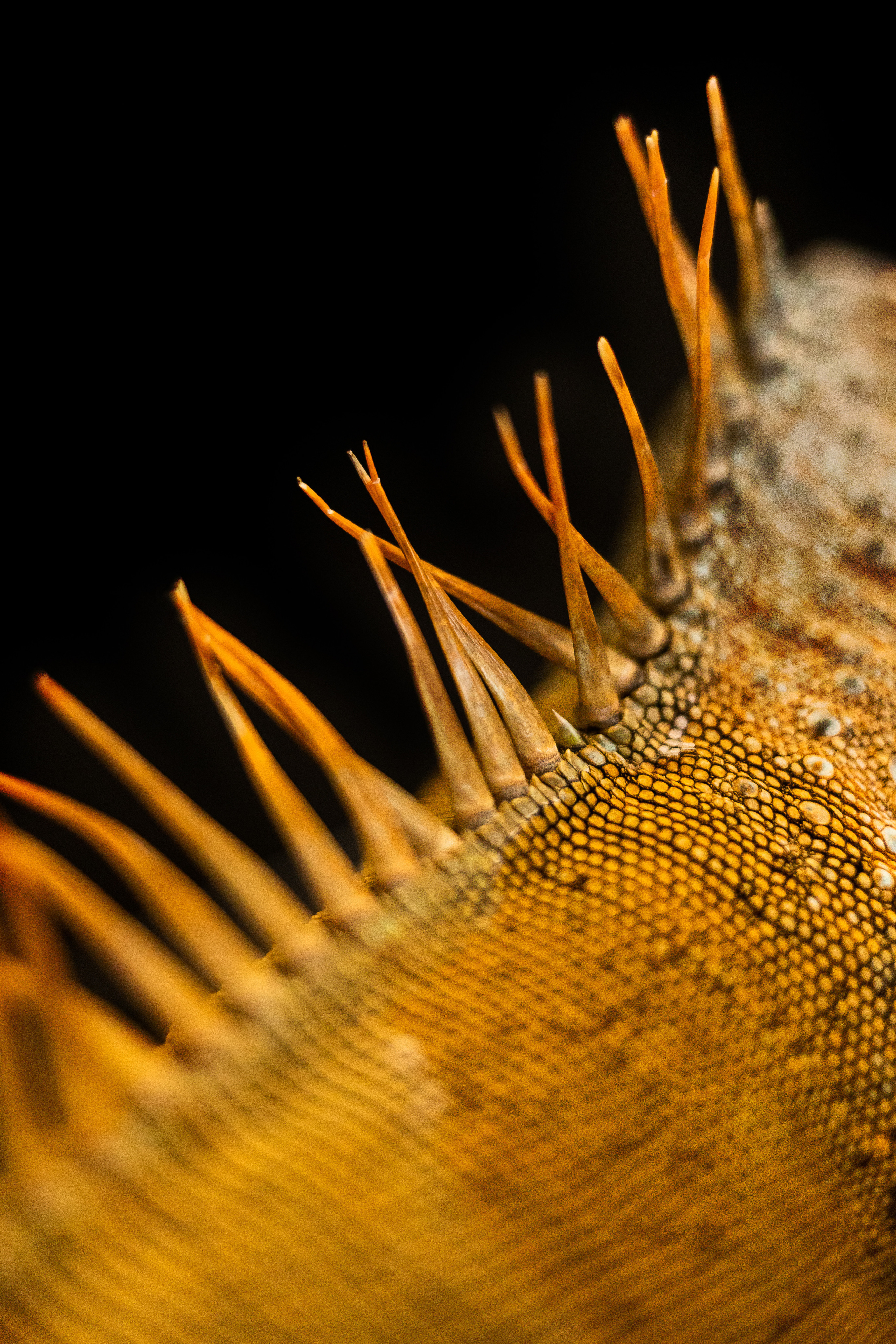 Фотосессия игуаны Иги