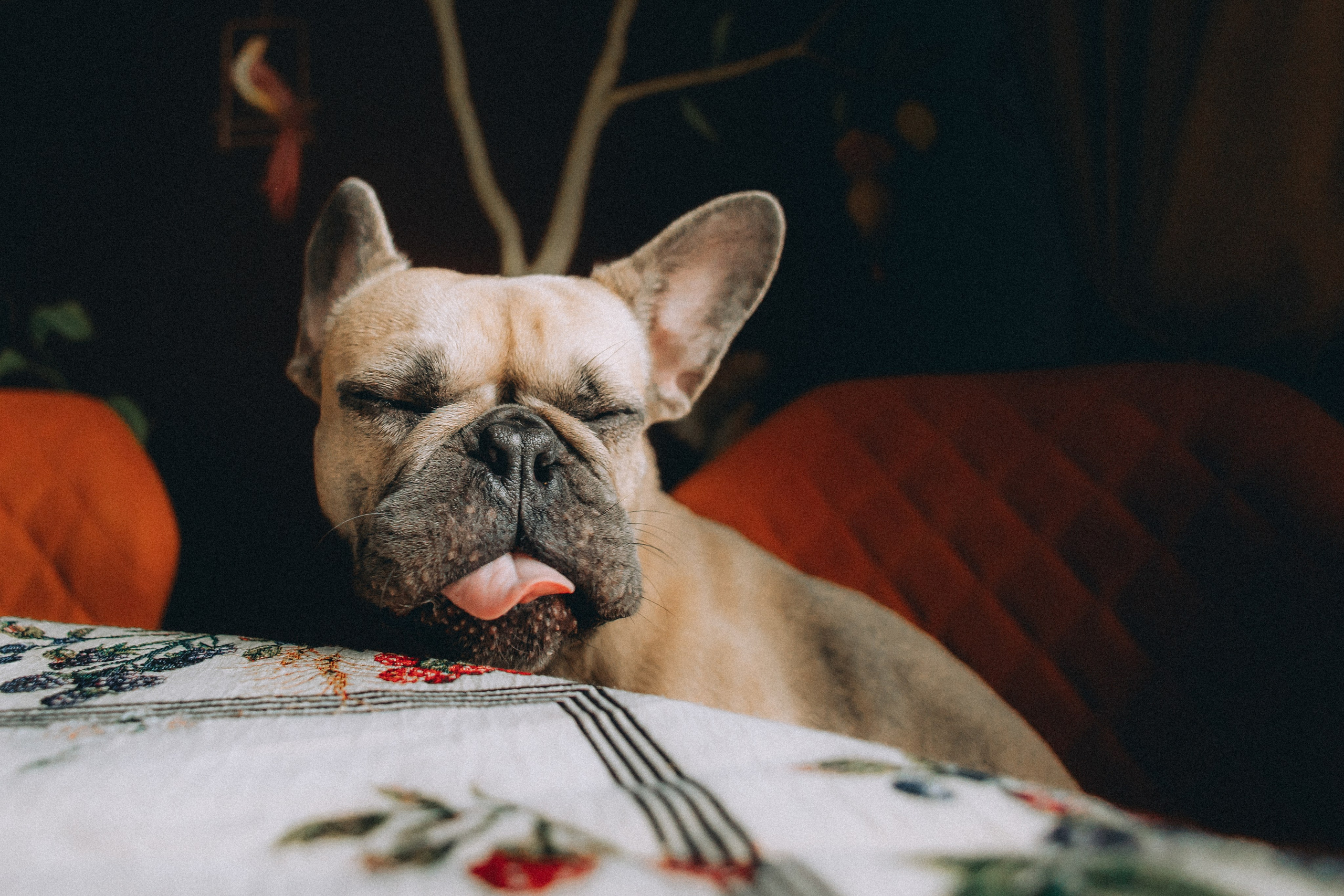 Юля, Мия и Зек