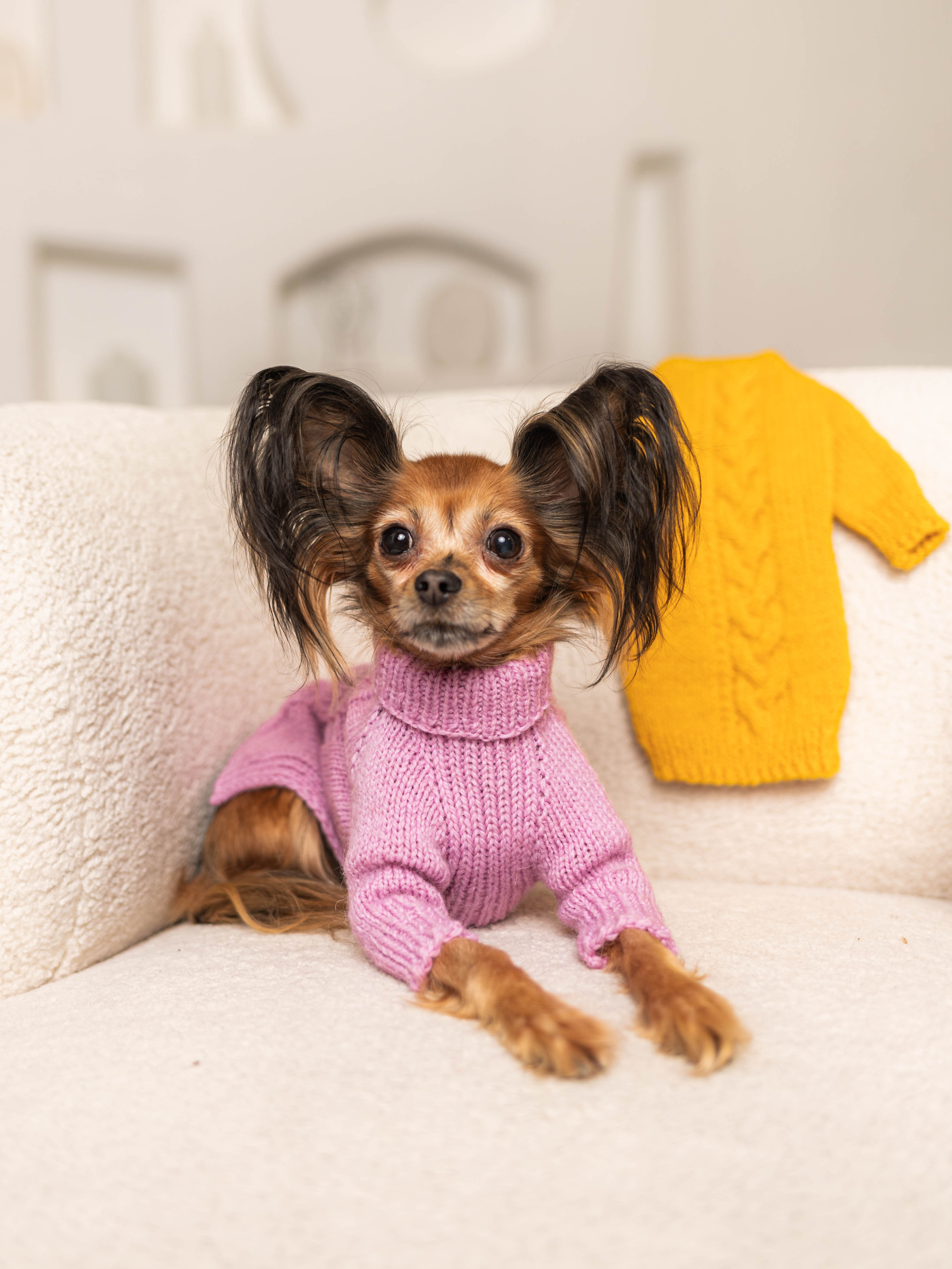 Фотосессия для каталога собачьих товаров на Wildberries