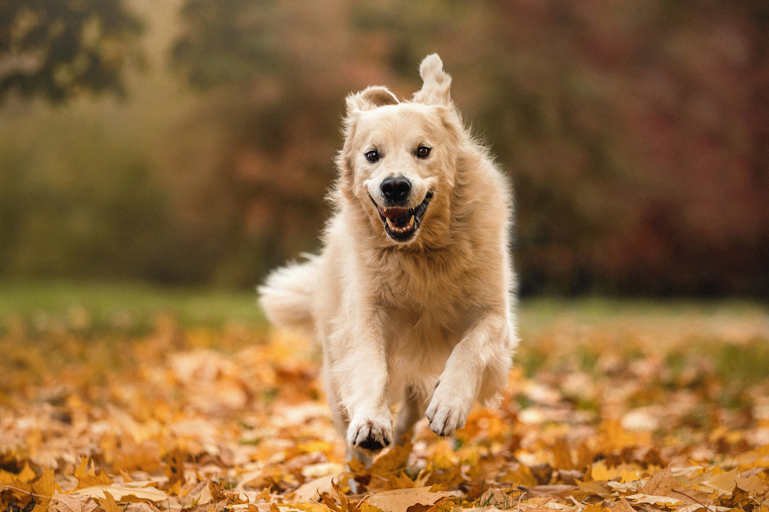 Фотосессия с золотистым ретривером Мартином в Москве