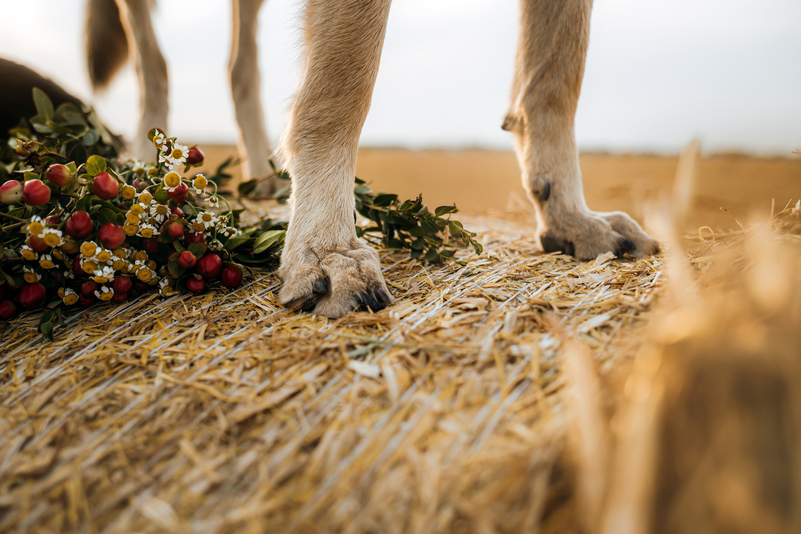 Фотосессия со стогами сена с собаками в Москве