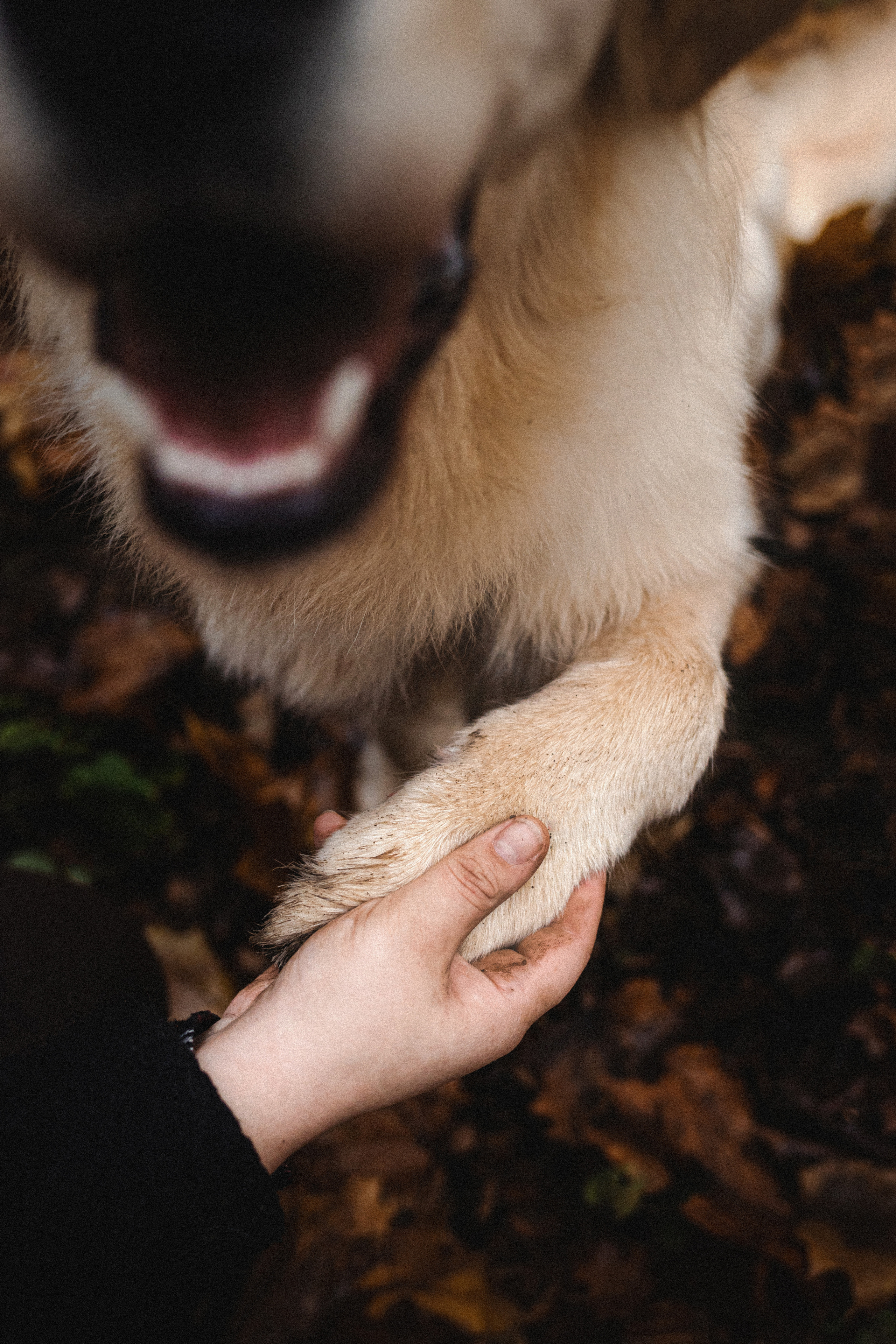 Фотосессия с собакой Гринч в Москве