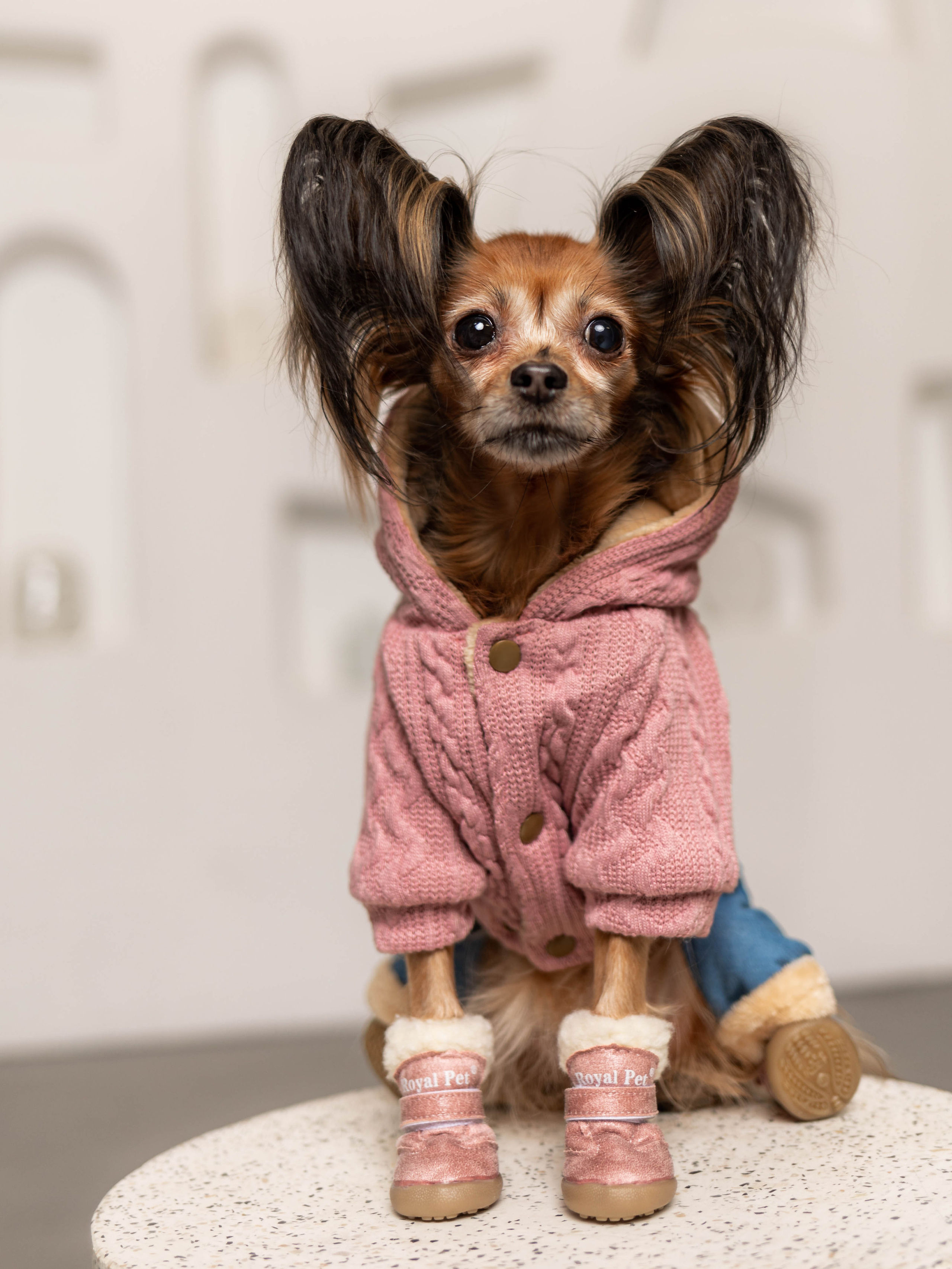 Фотосессия для каталога собачьих товаров на Wildberries