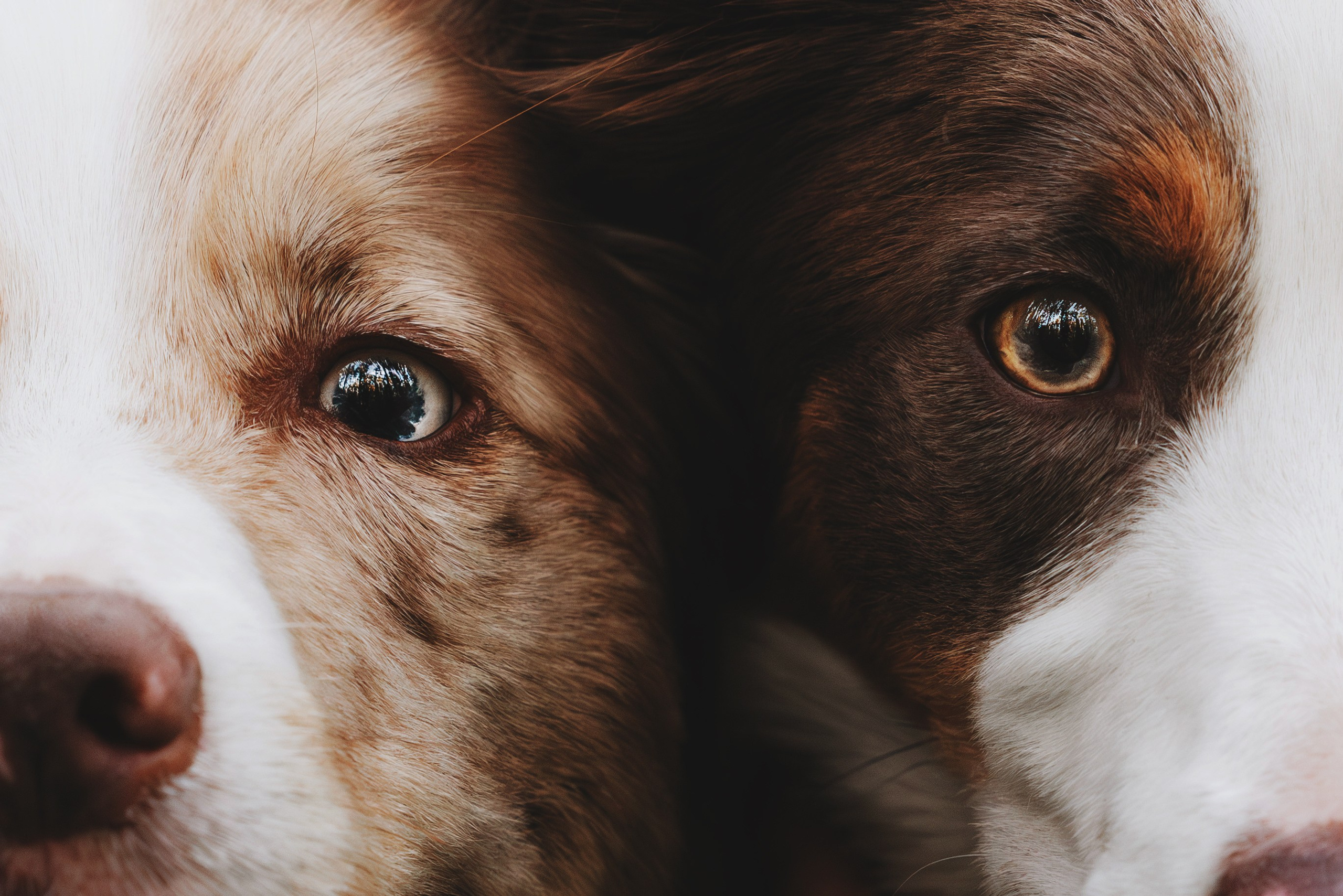 Рита, Маша и много собак. Фотограф анималист Осипчикова Мария