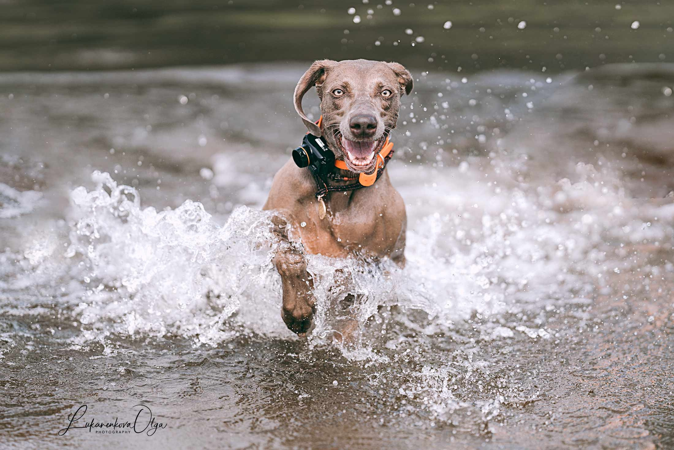 Фанта и Асти. Фотограф анималист Ольга Луканенкова в Москве