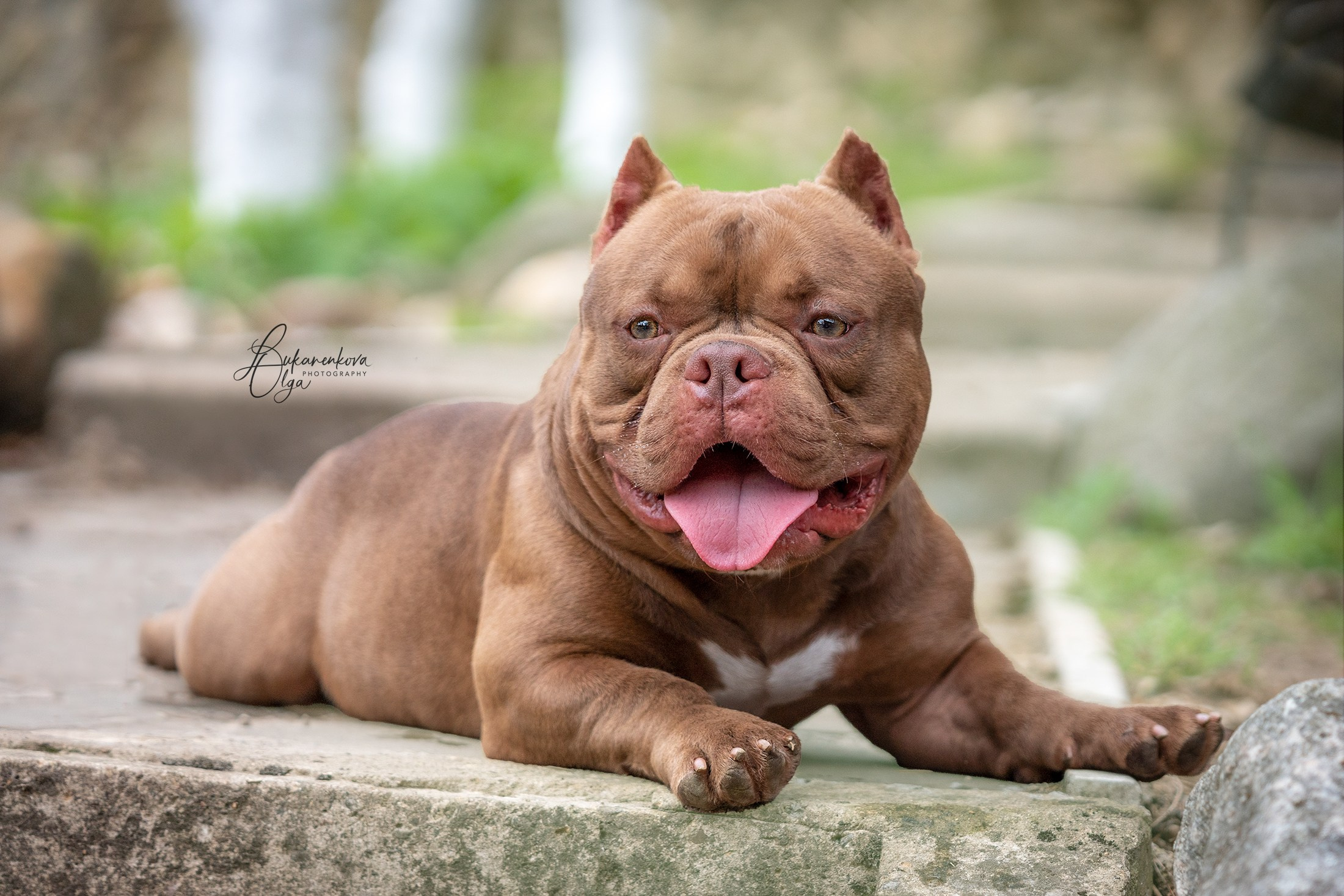Булли. Фотограф анималист Ольга Луканенкова в Москве