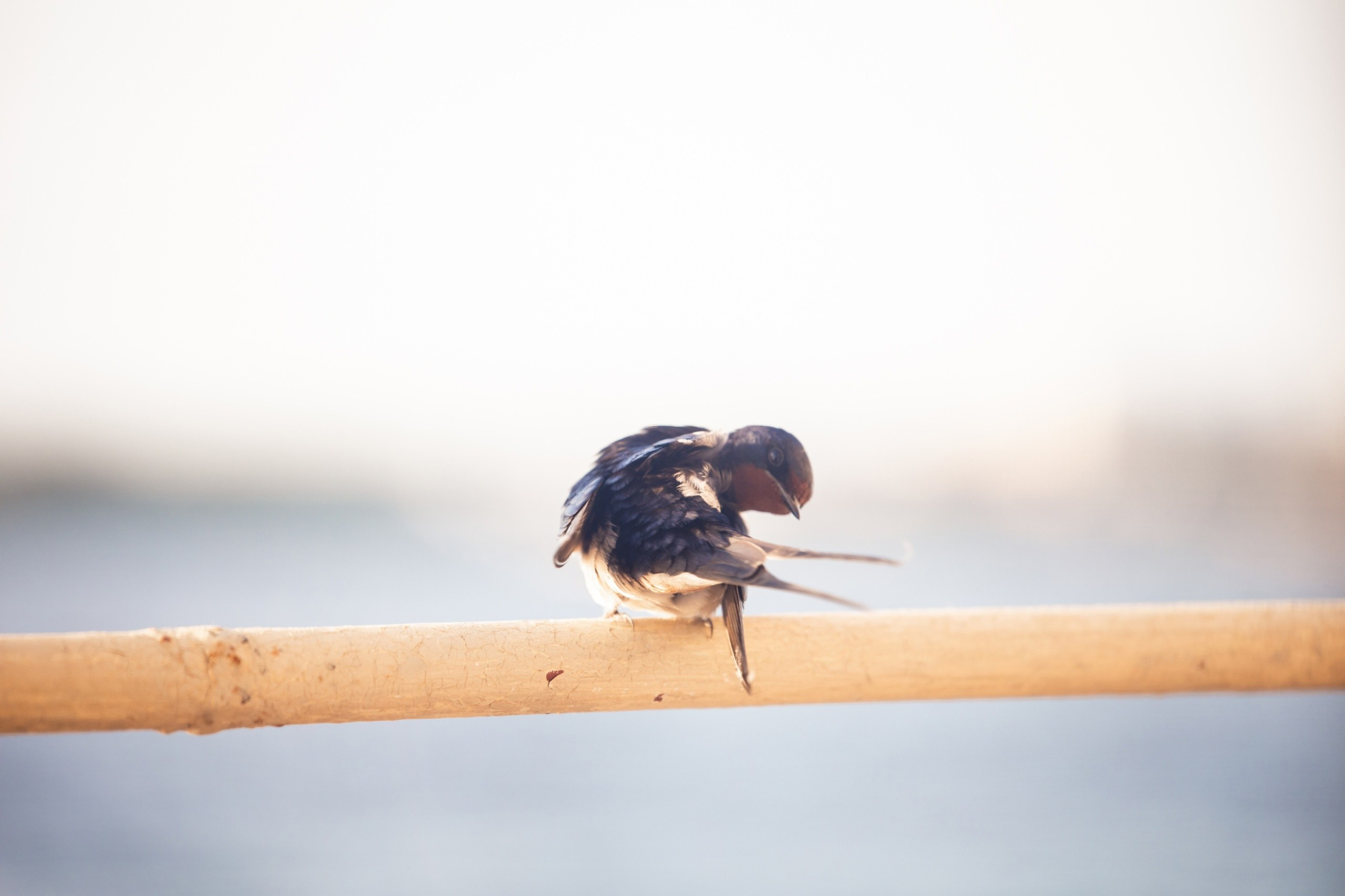 «Импровизация Астрахань» на Дне молодёжи. Фотограф твоих воспоминаний | Алексей Алексеев