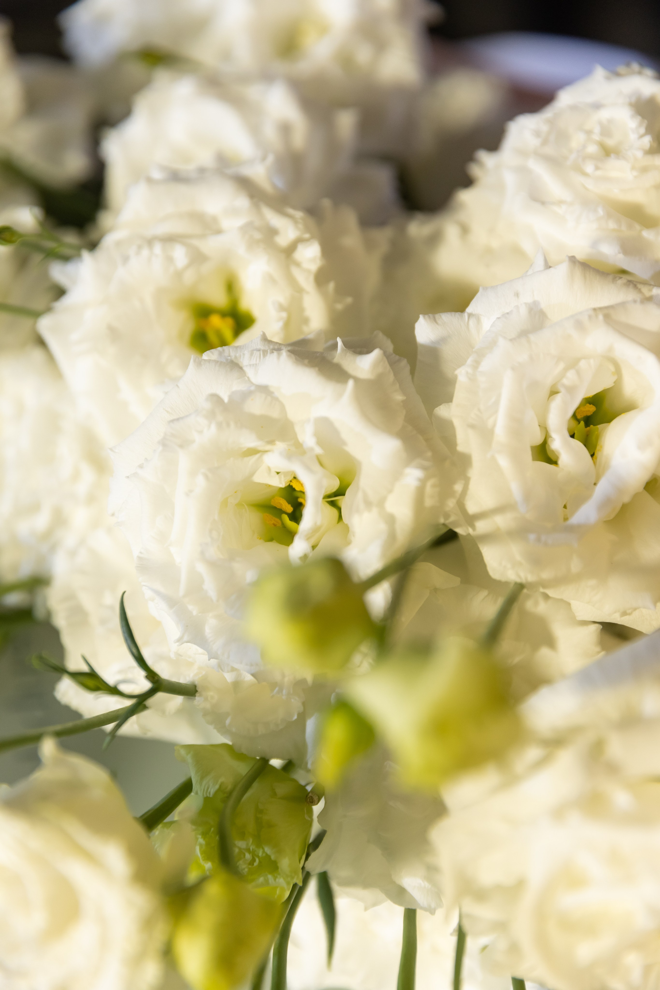 Екатерина и Константин