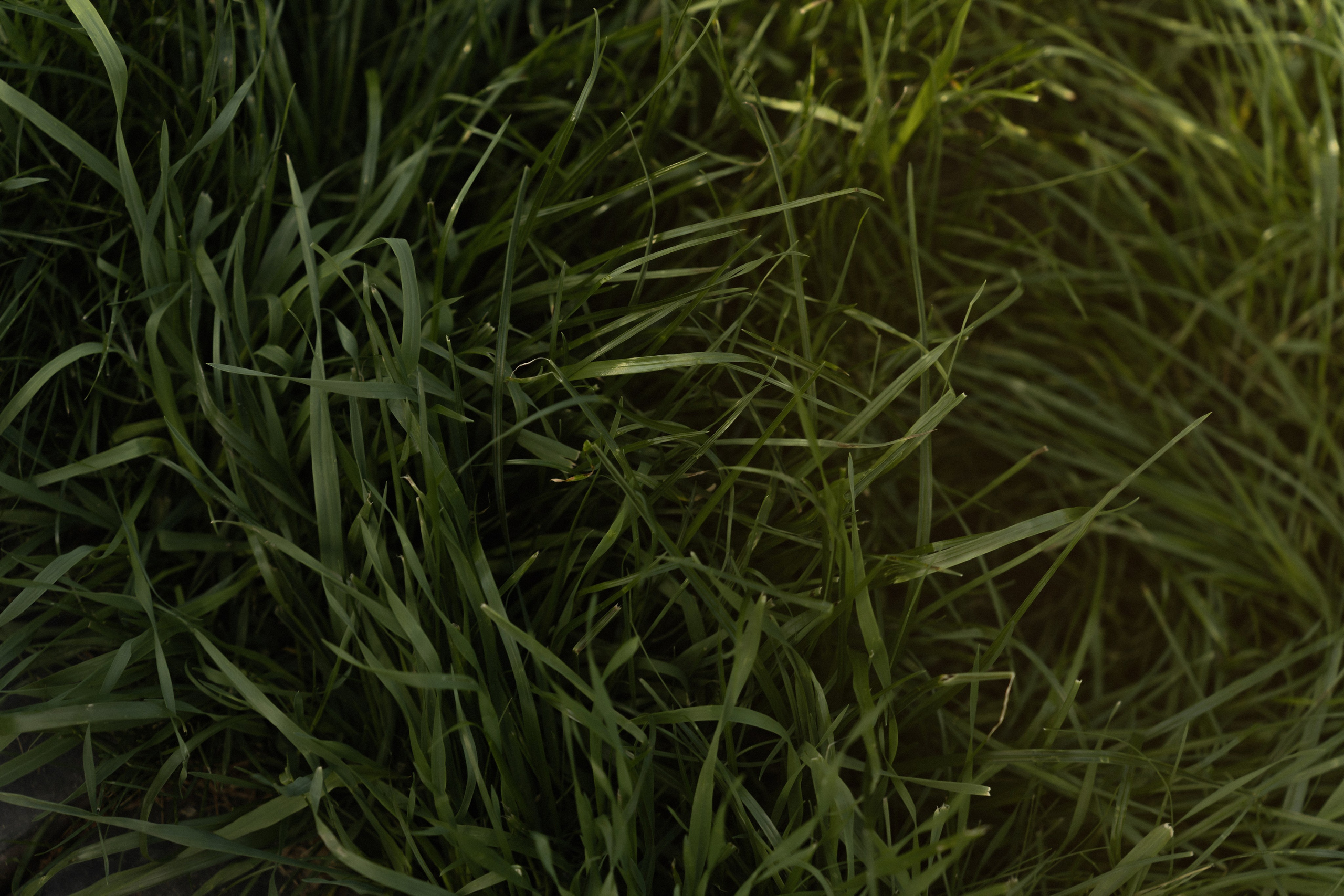 Forest. Wedding. Love | 16.08.2025. Главная