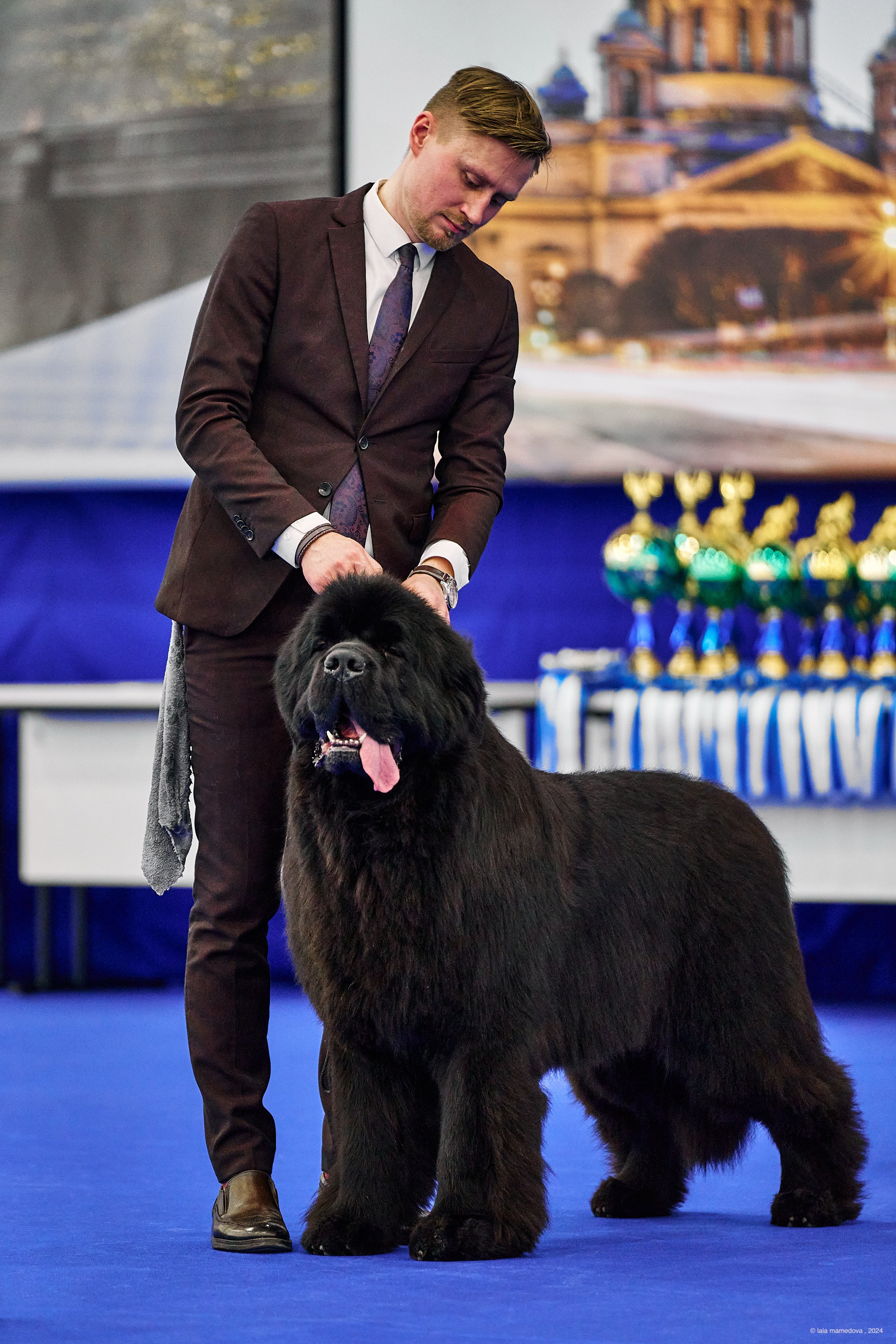 РЕЙТИНГОВАЯ ВЫСТАВКА СОБАК ВСЕХ ПОРОД С ОСОБЫМ СТАТУСОМ"НЕВСКИЙ ПОБЕДИТЕЛЬ-2024-1"
