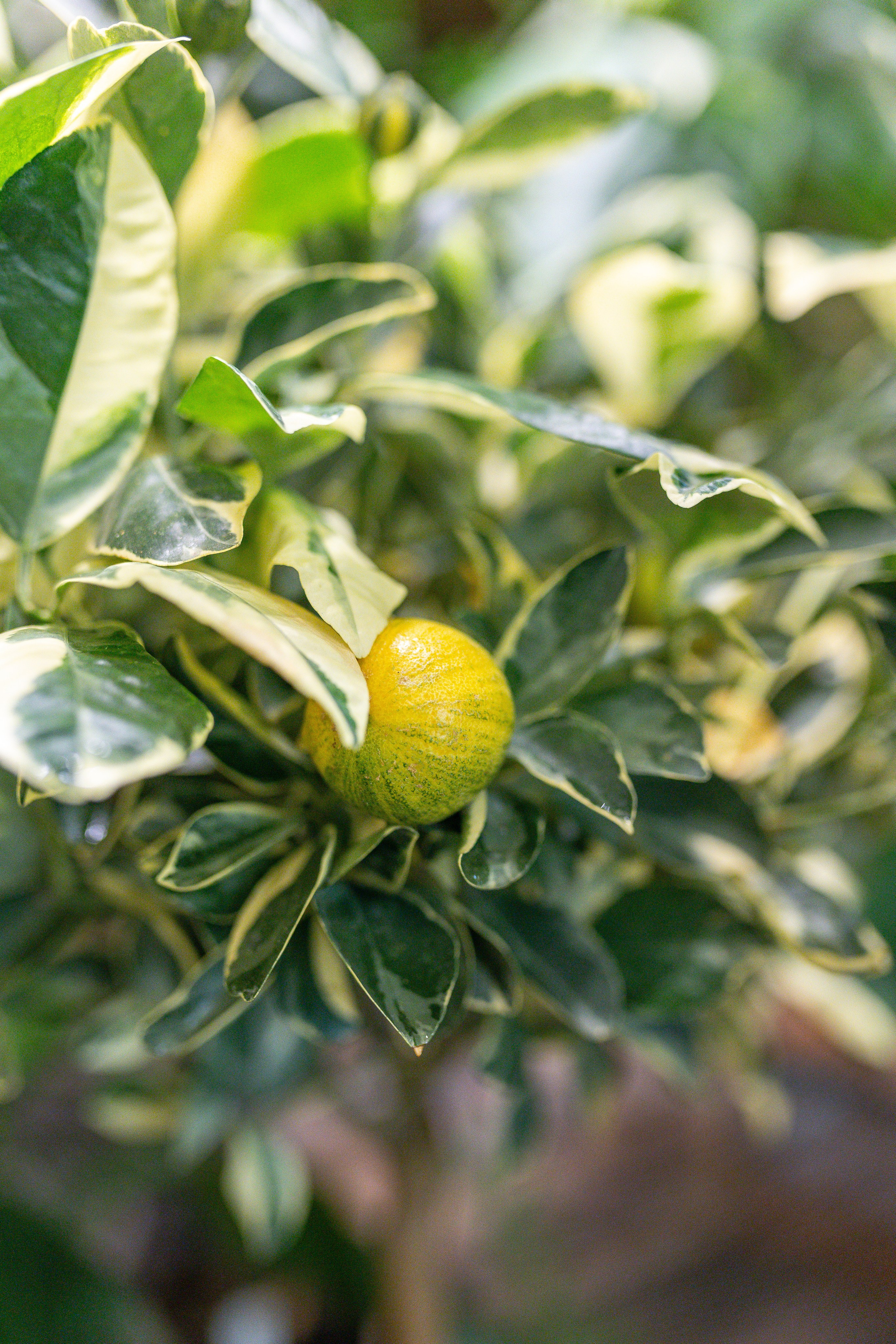 Green rare июнь 2025. Александра Куликова фотограф, Москва