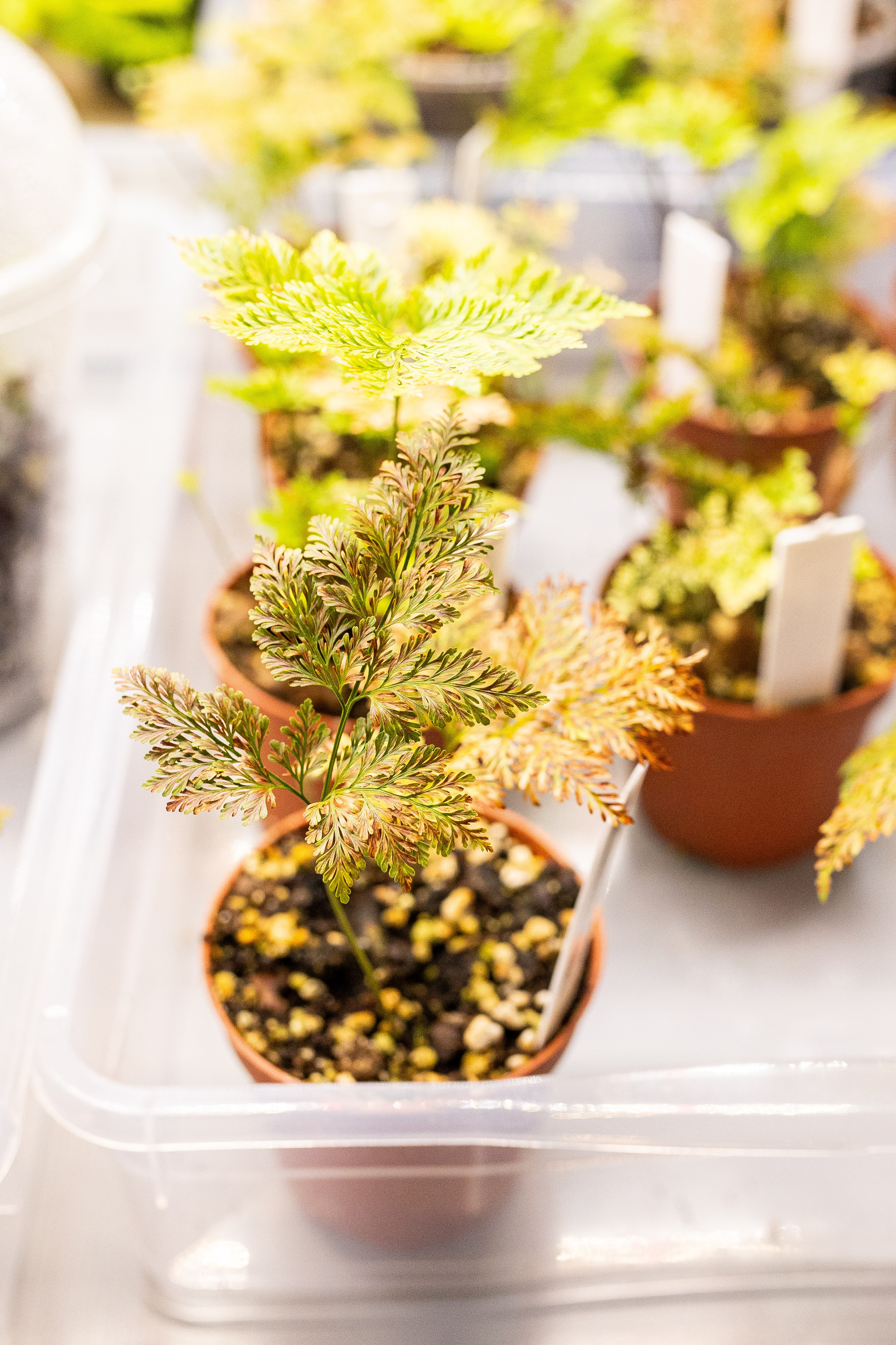 Green_Rare Ярмарка февраль 2025. Александра Куликова фотограф, Москва