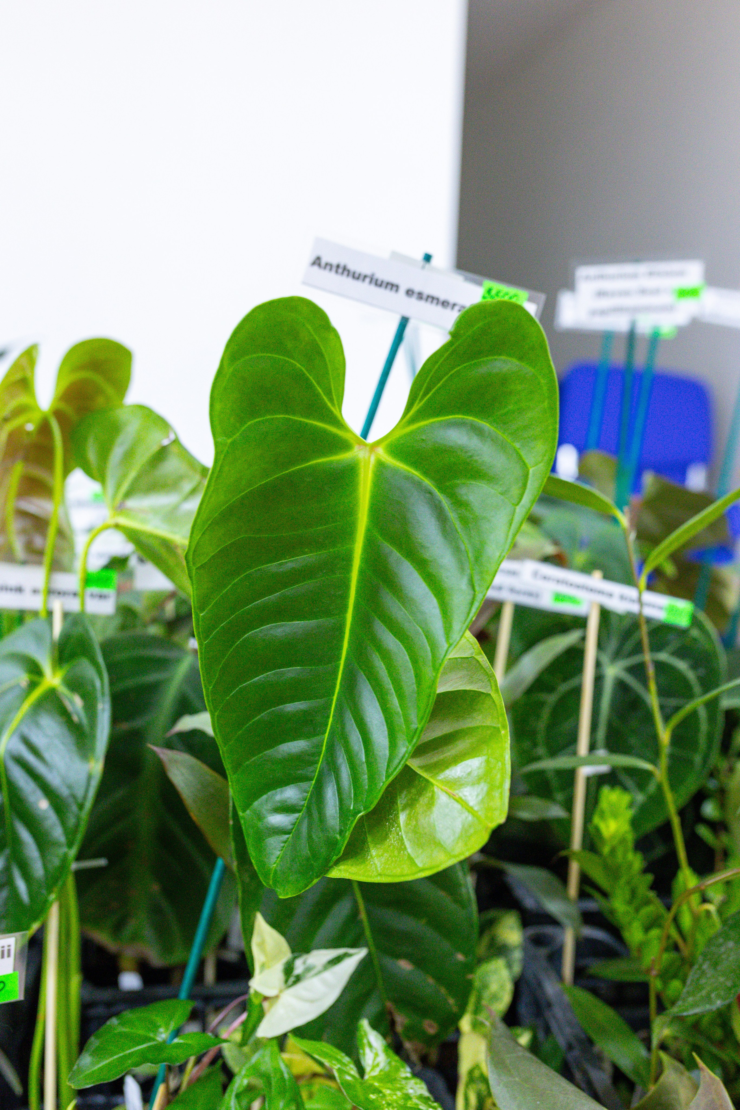 Монстериум 11–12 октября. Александра Куликова фотограф, Москва