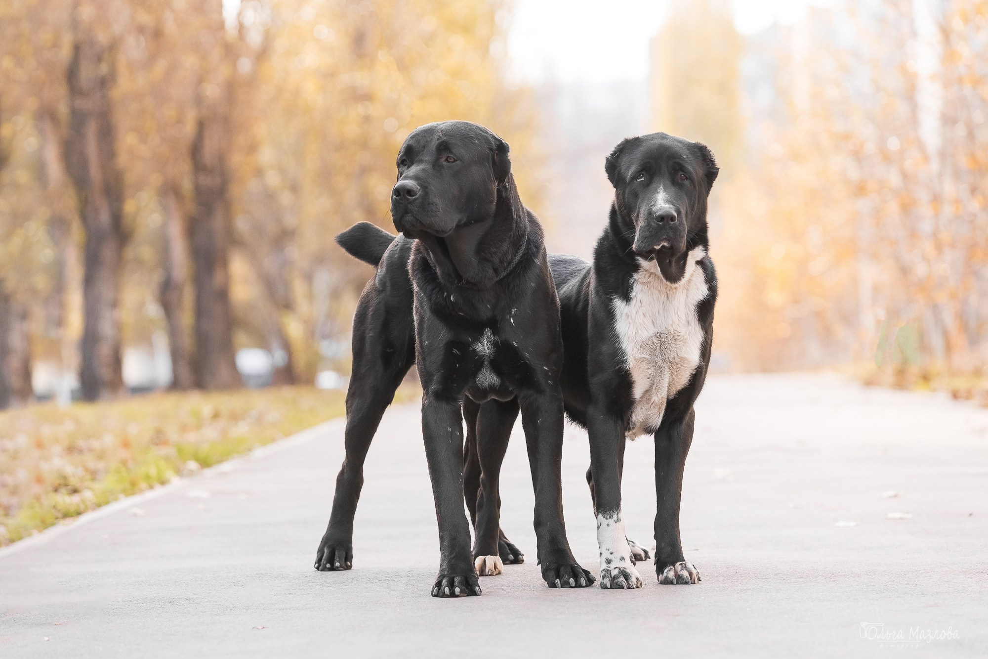 среднеазиатская овчарка, фотограф в Саратове