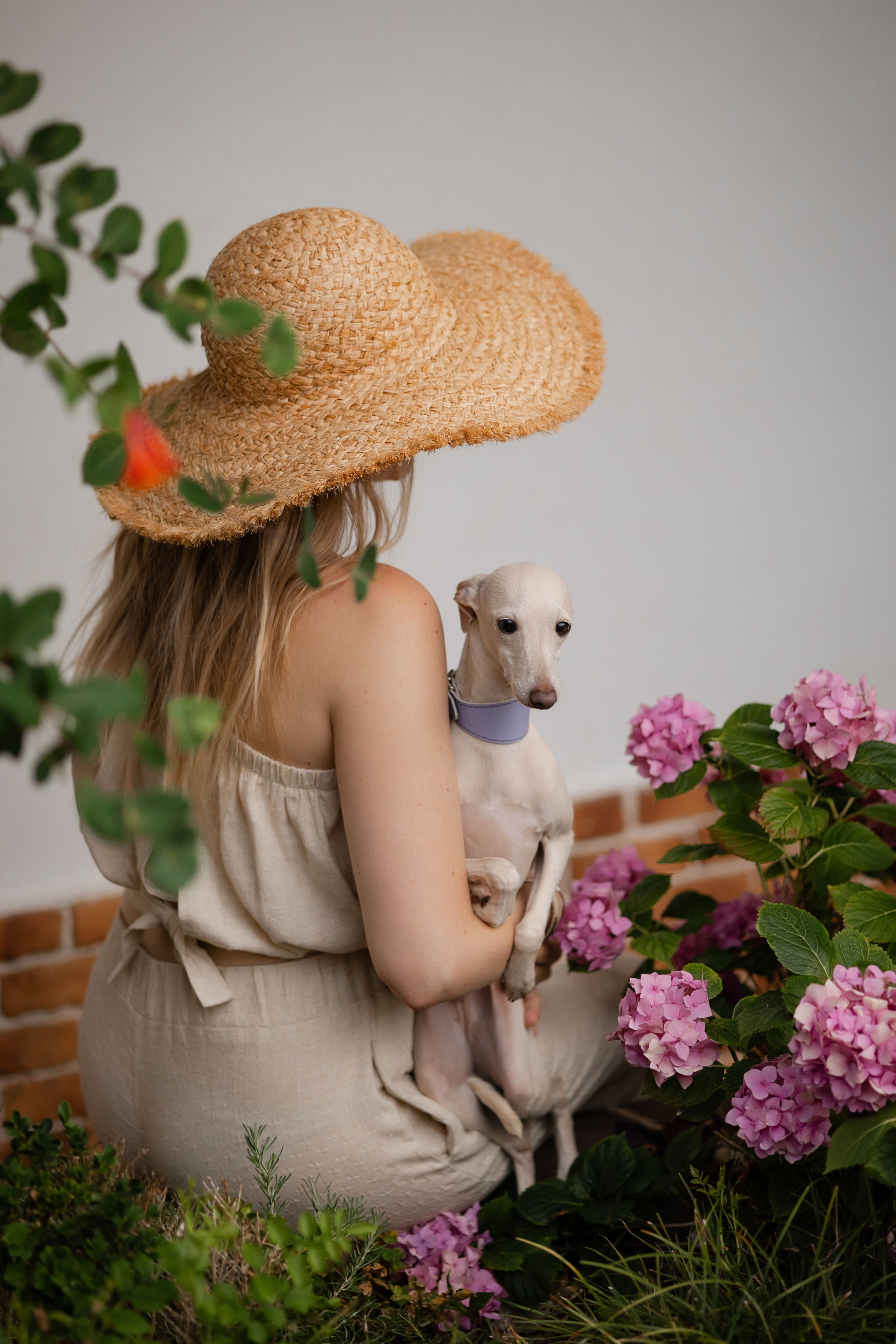 Asti Sapphire Yaasiina Laysan Cerulian. Профессиональный питомник левреток РКФ/FCI ASTI SAPPHIRE 💎 Сочи|Санкт-Петербург