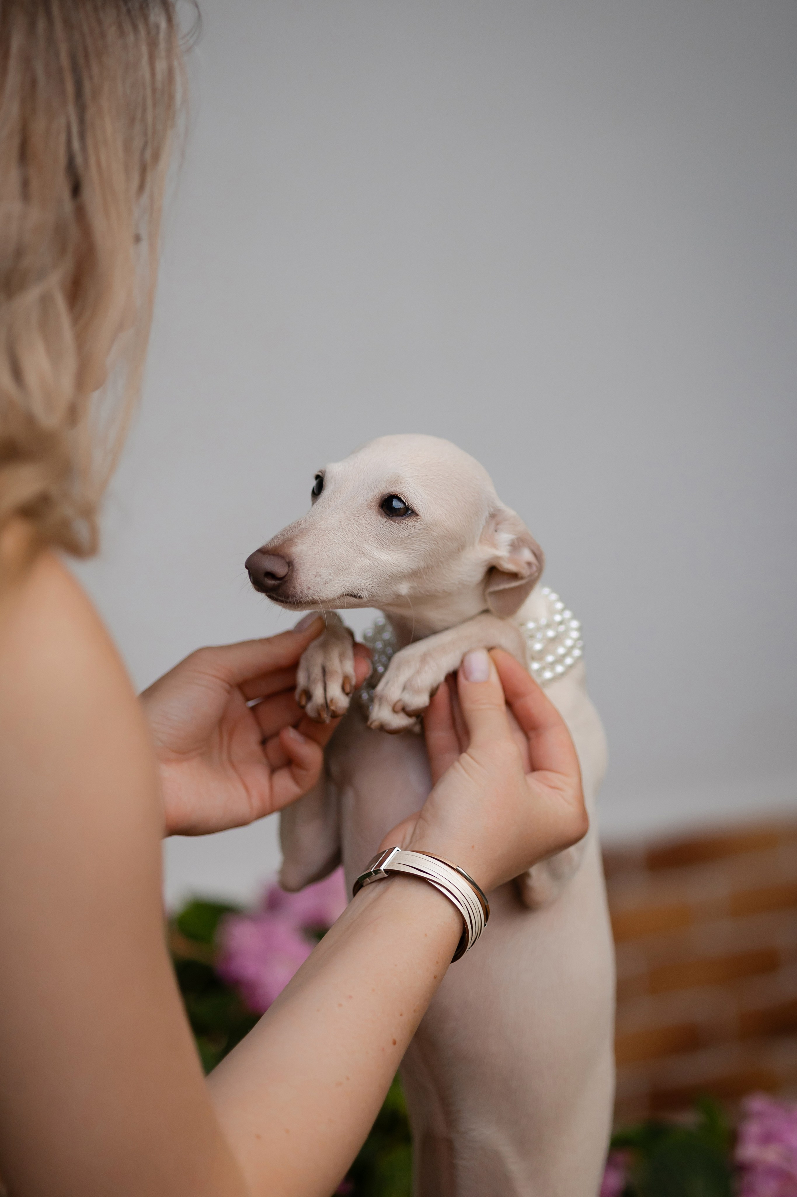 Asti Sapphire Yaasiina Laysan Cerulian. Профессиональный питомник левреток РКФ/FCI ASTI SAPPHIRE 💎 Сочи|Санкт-Петербург