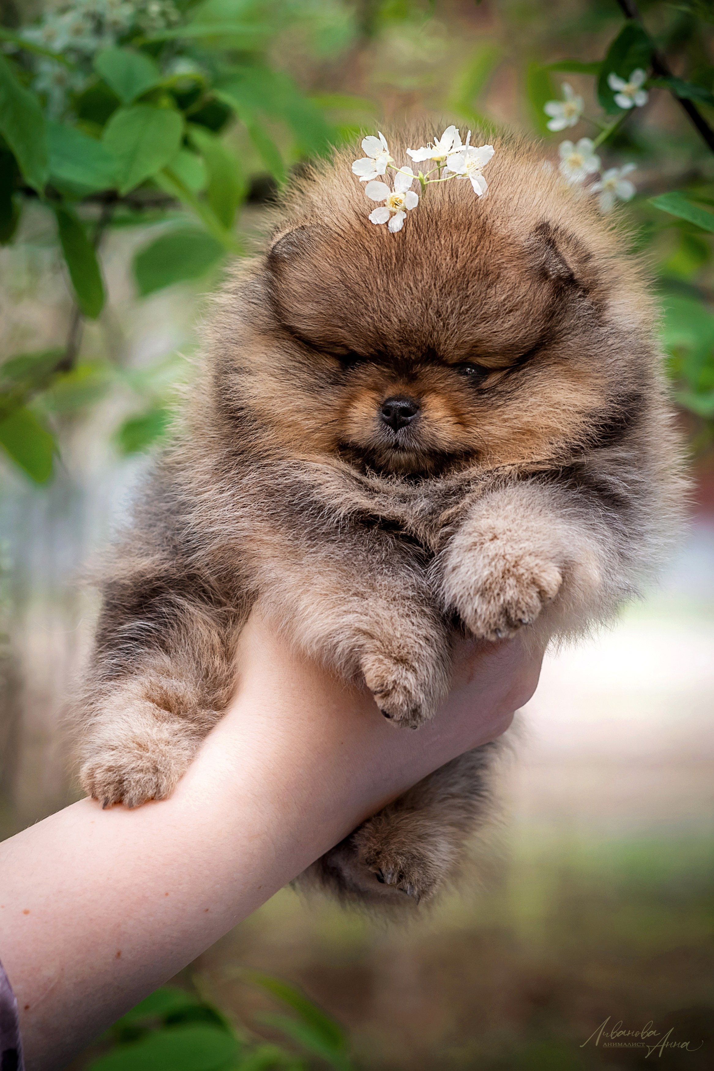 Шпицы. Фотограф анималист Аня Ливанова | Рыбинск