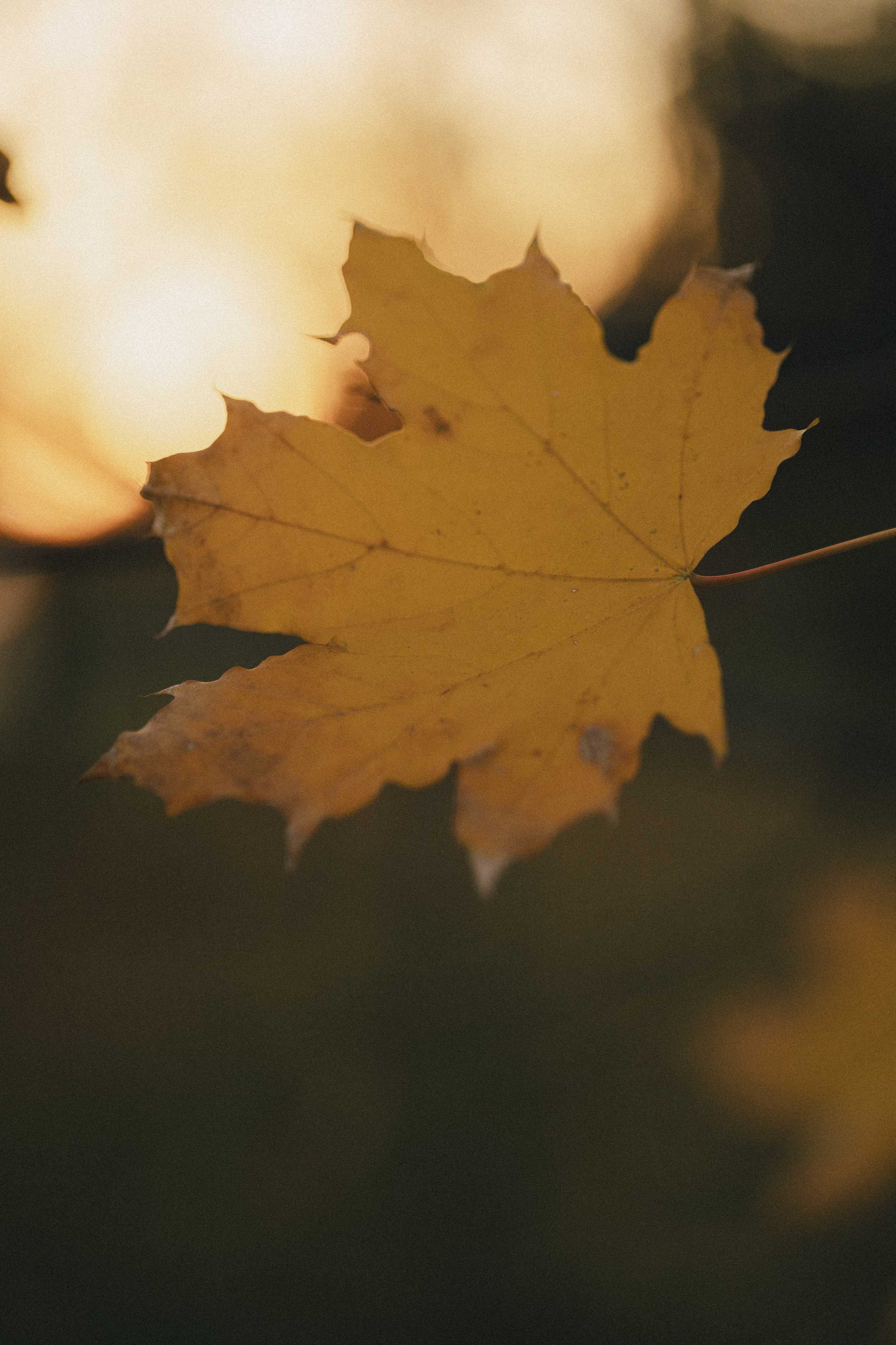 Марина. Фотограф Таганрог Любимая Надя