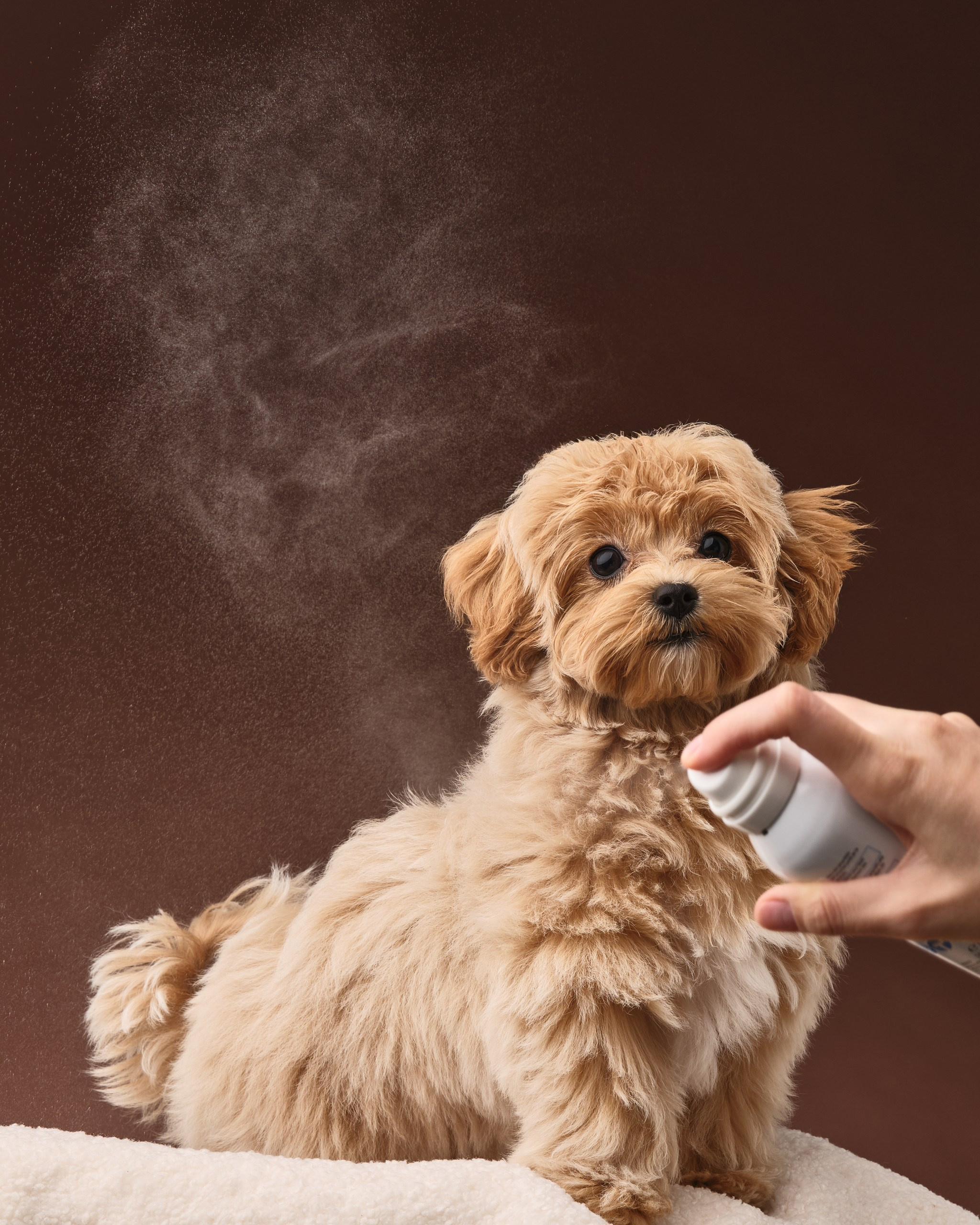 Фото с животными альбом. Фотограф в Москве — Галунина Кристина