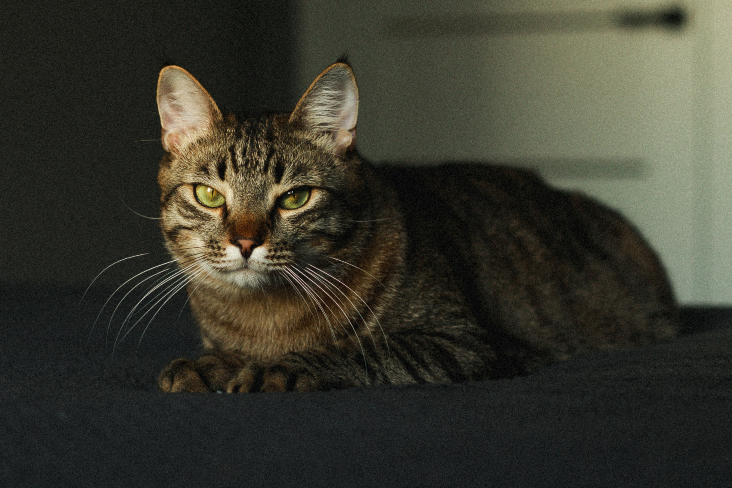 Домашняя ♥ Настя, Стас и кот Василий. Фотограф Тверь. Свадебные, семейные, индивидуальные фотосессии