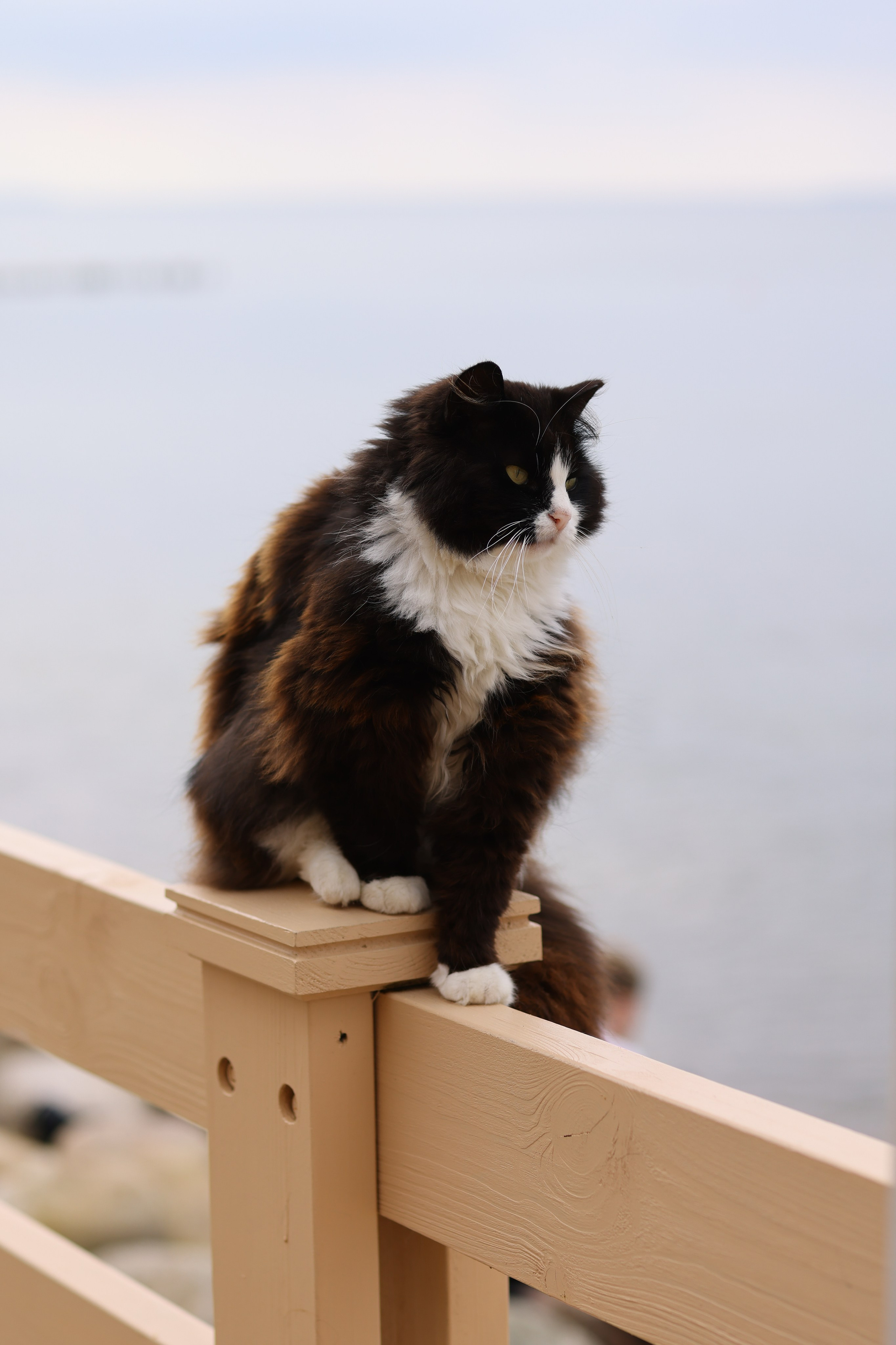 Коты Зеленоградска. Фотограф Зеленоградск Красильникова Елена