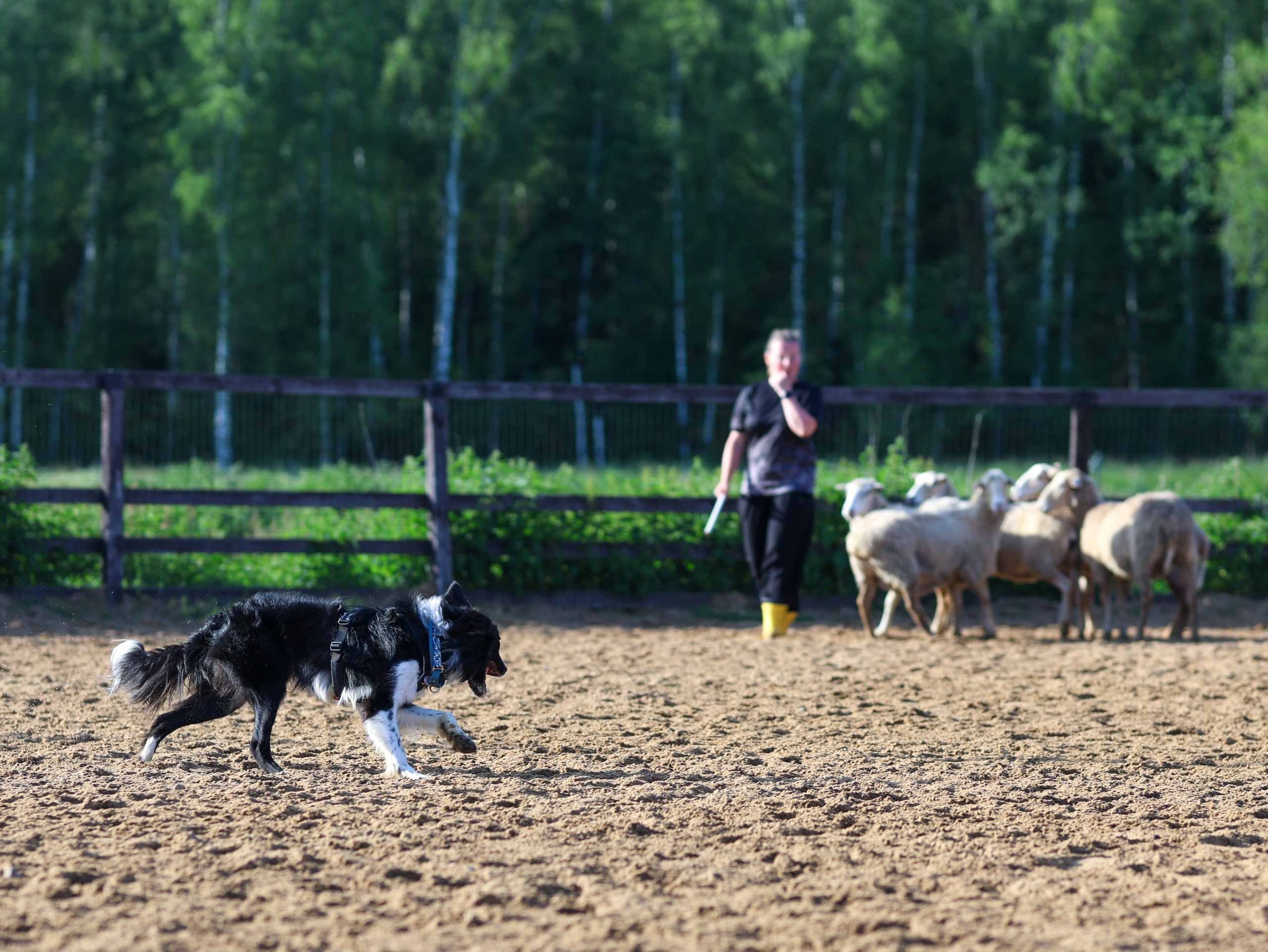 Пастьба. Фотограф-анималист в Москве Кириллова Татьяна