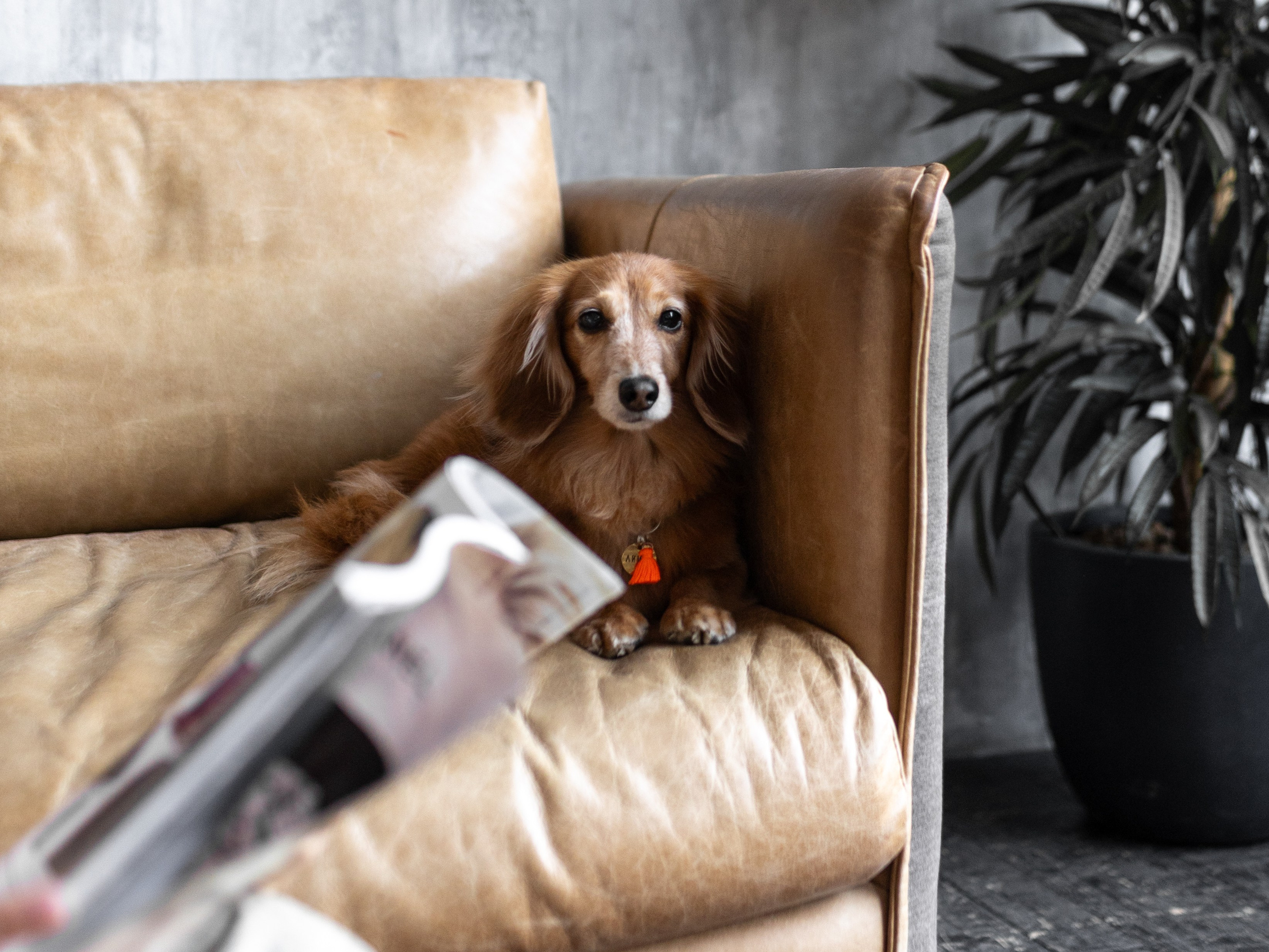 Лимон и Аня. Фотограф-анималист в Москве Кириллова Татьяна