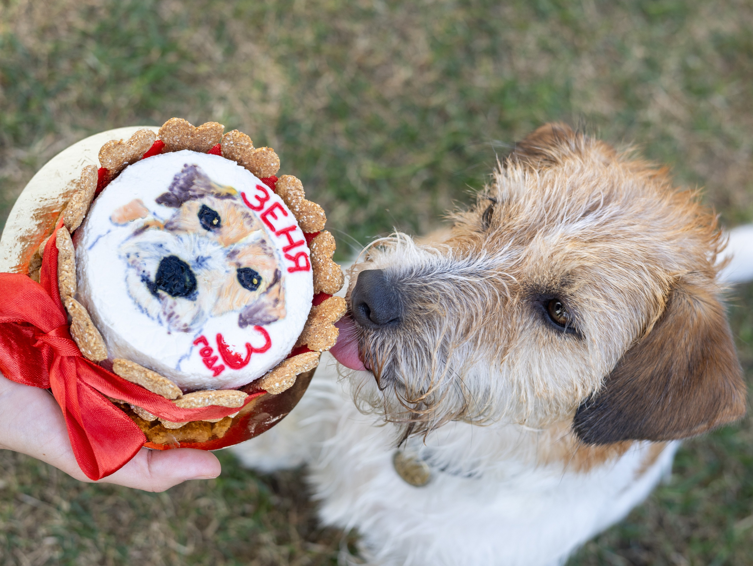 День рождение Зенита. Фотограф-анималист в Москве Кириллова Татьяна