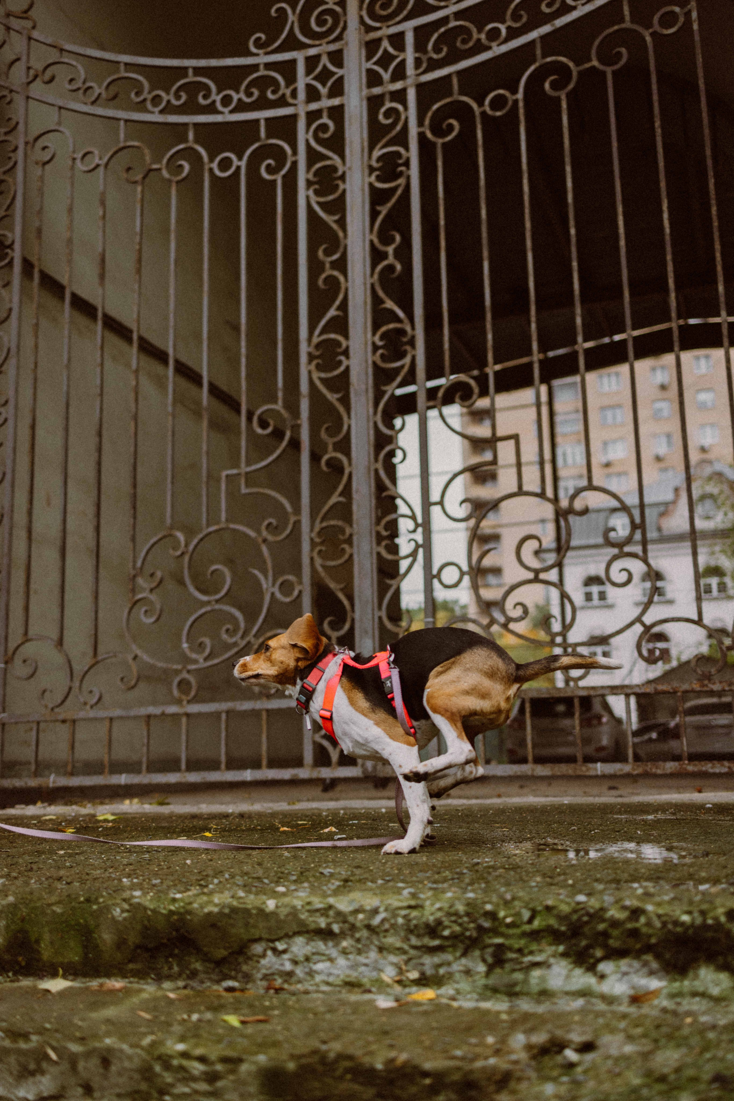 Света и Ива. Фотограф-анималист в Москве Лера Черноног