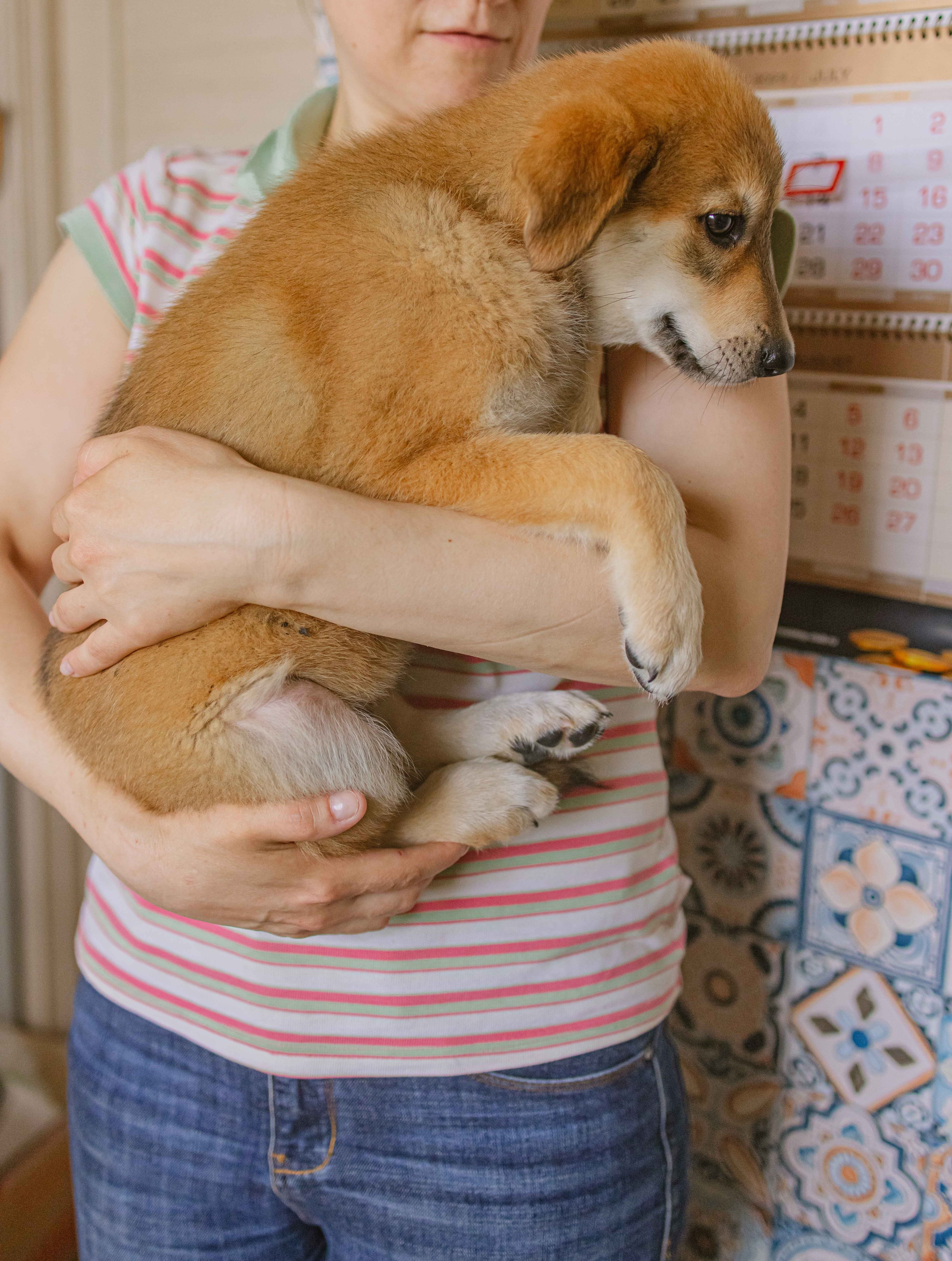 Щеночки на кухне. Фотограф-анималист в Москве Лера Черноног
