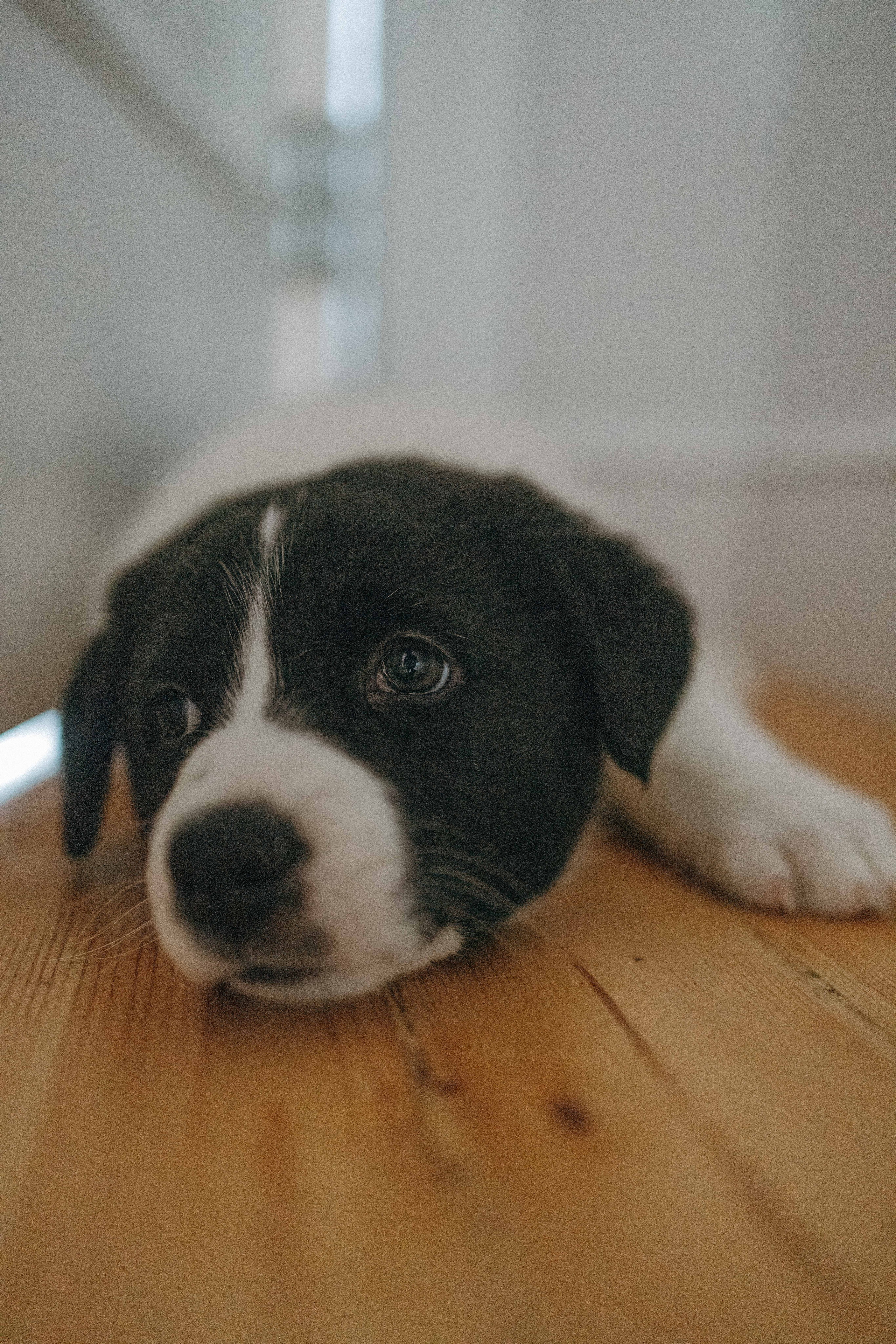 Щеночки. Фотограф-анималист в Москве Лера Черноног