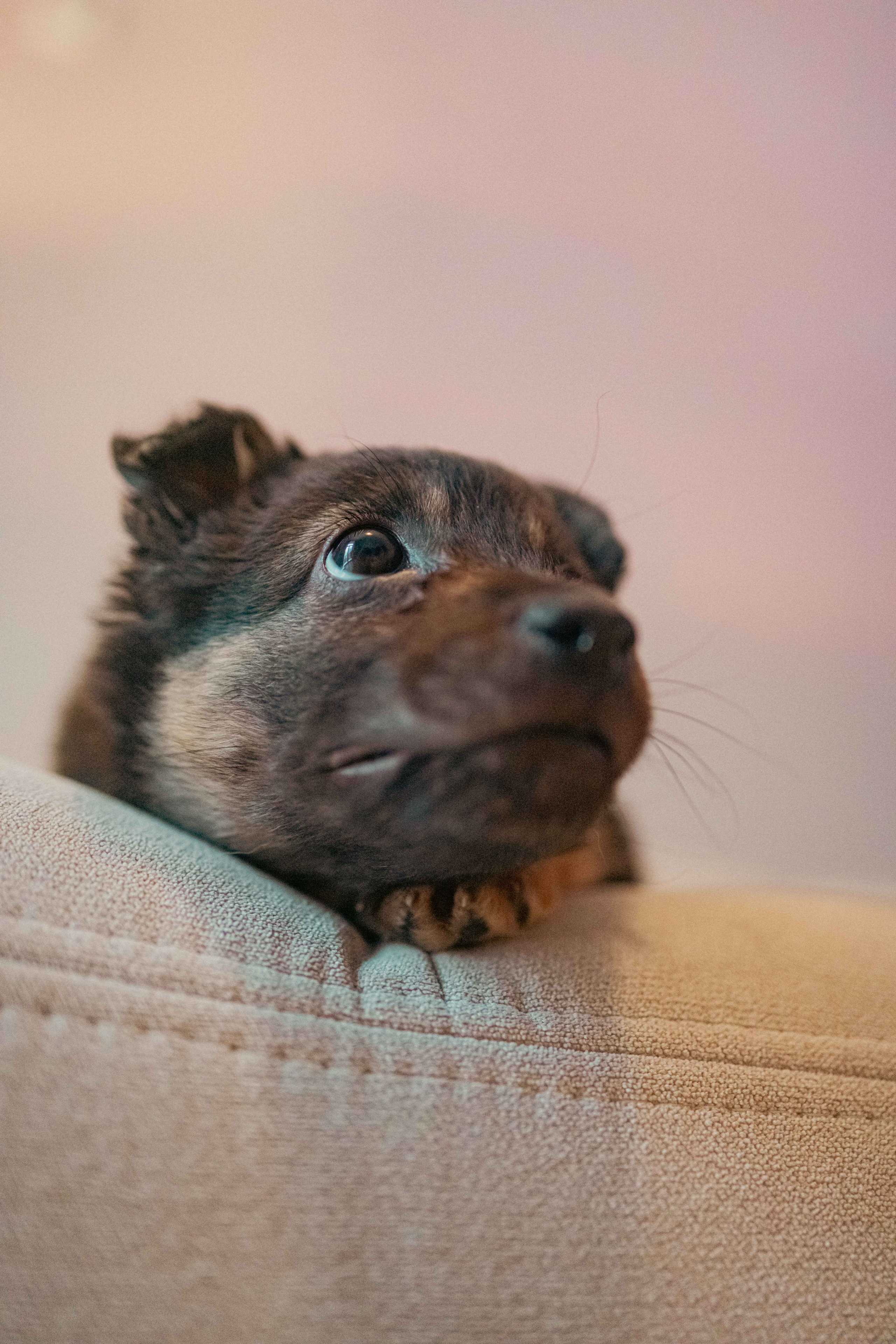 Пеппа. Фотограф-анималист в Москве Лера Черноног