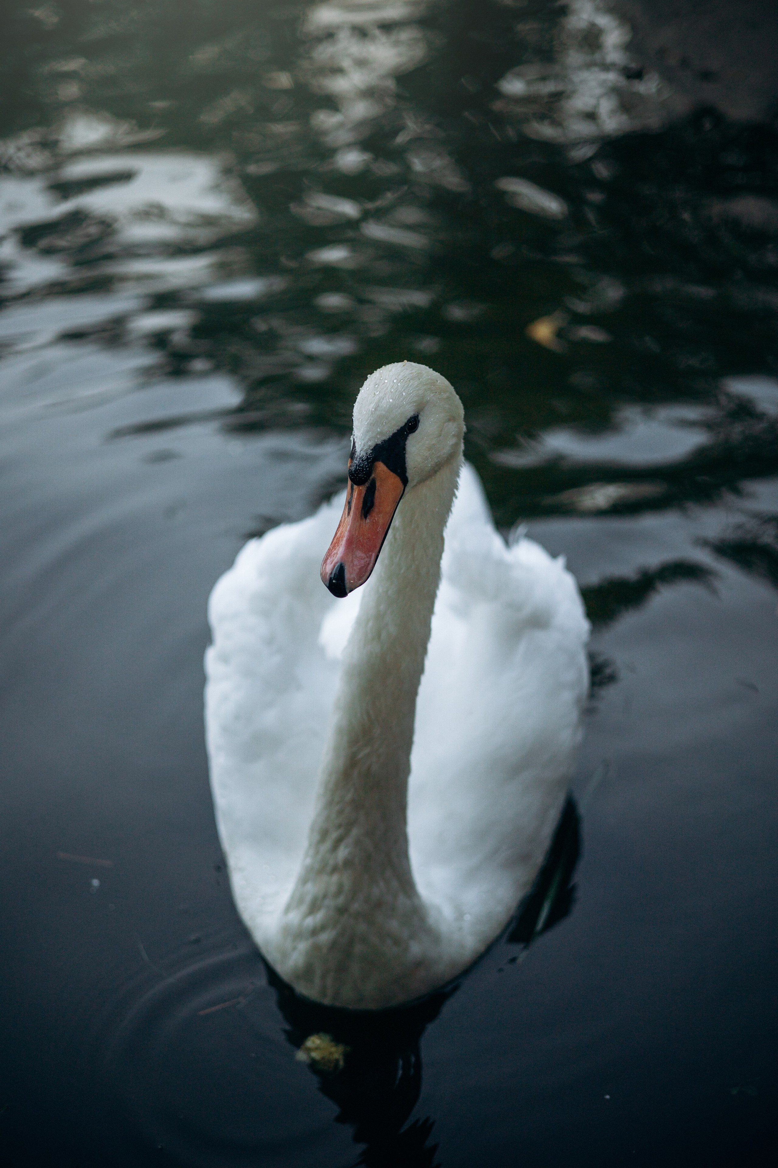 Юлия и Мия. Фотограф — Анималист | Санкт-Петербург